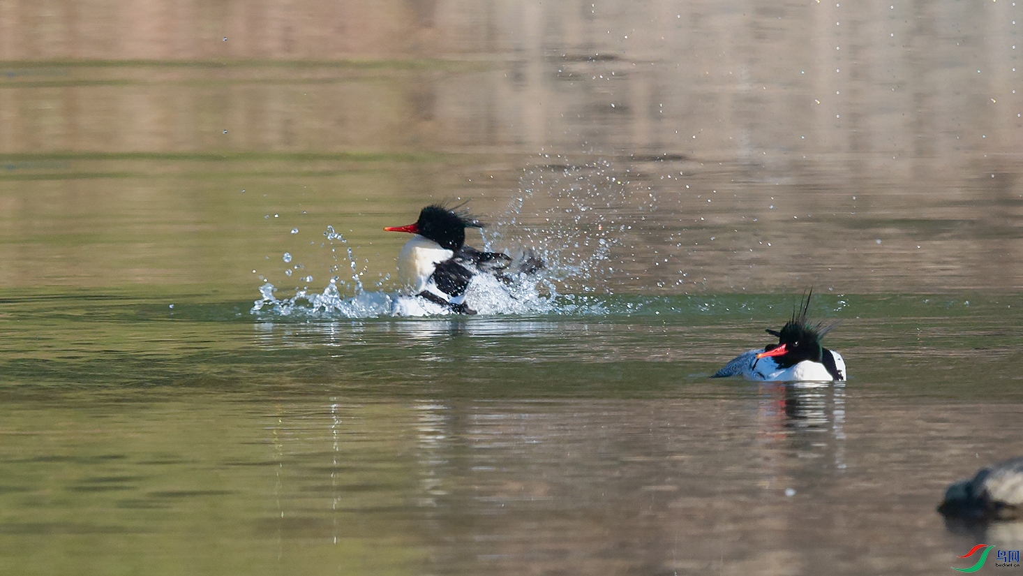 1DSC_8080_DxOa.jpg