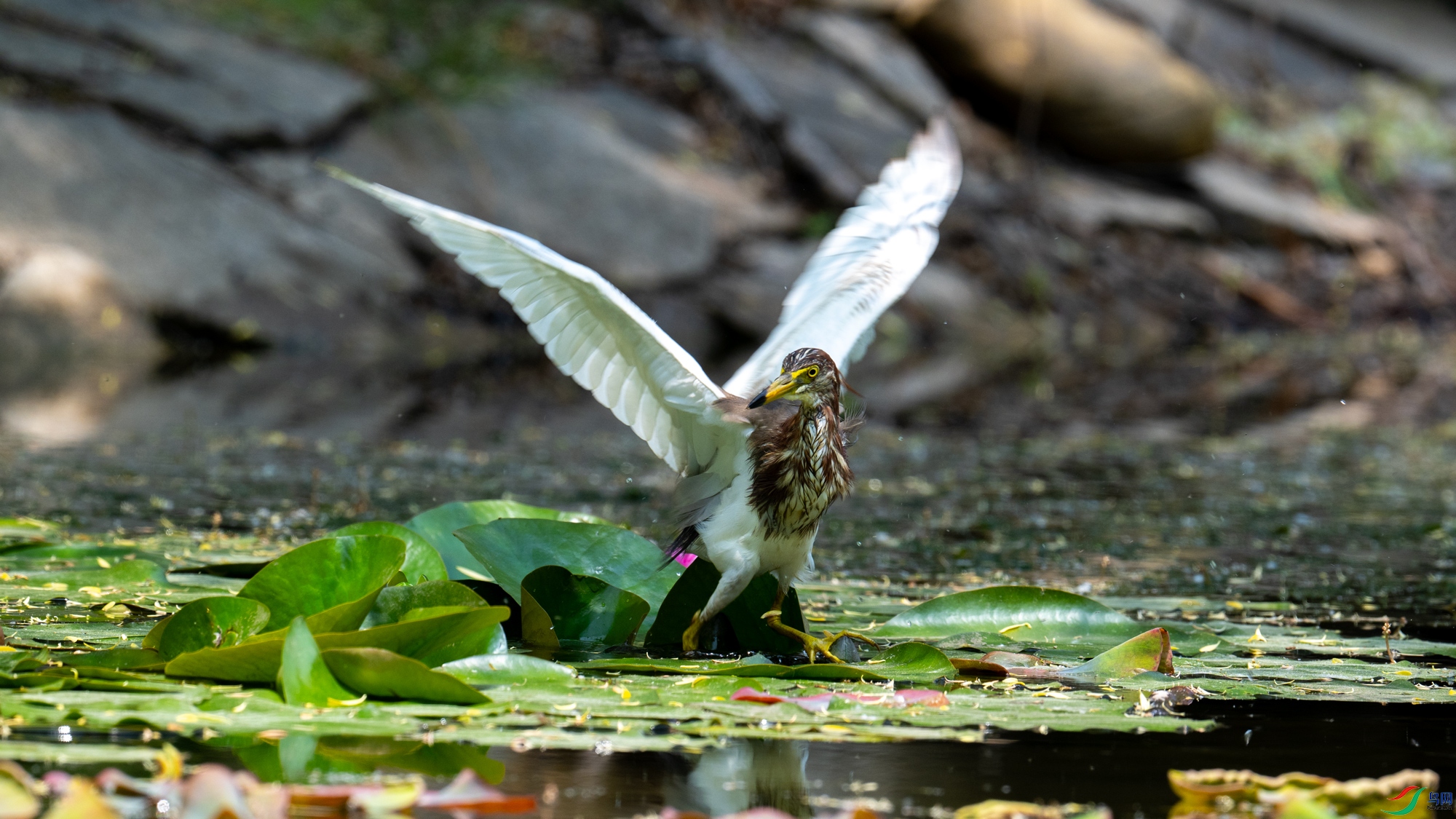 DSC_7433.jpg