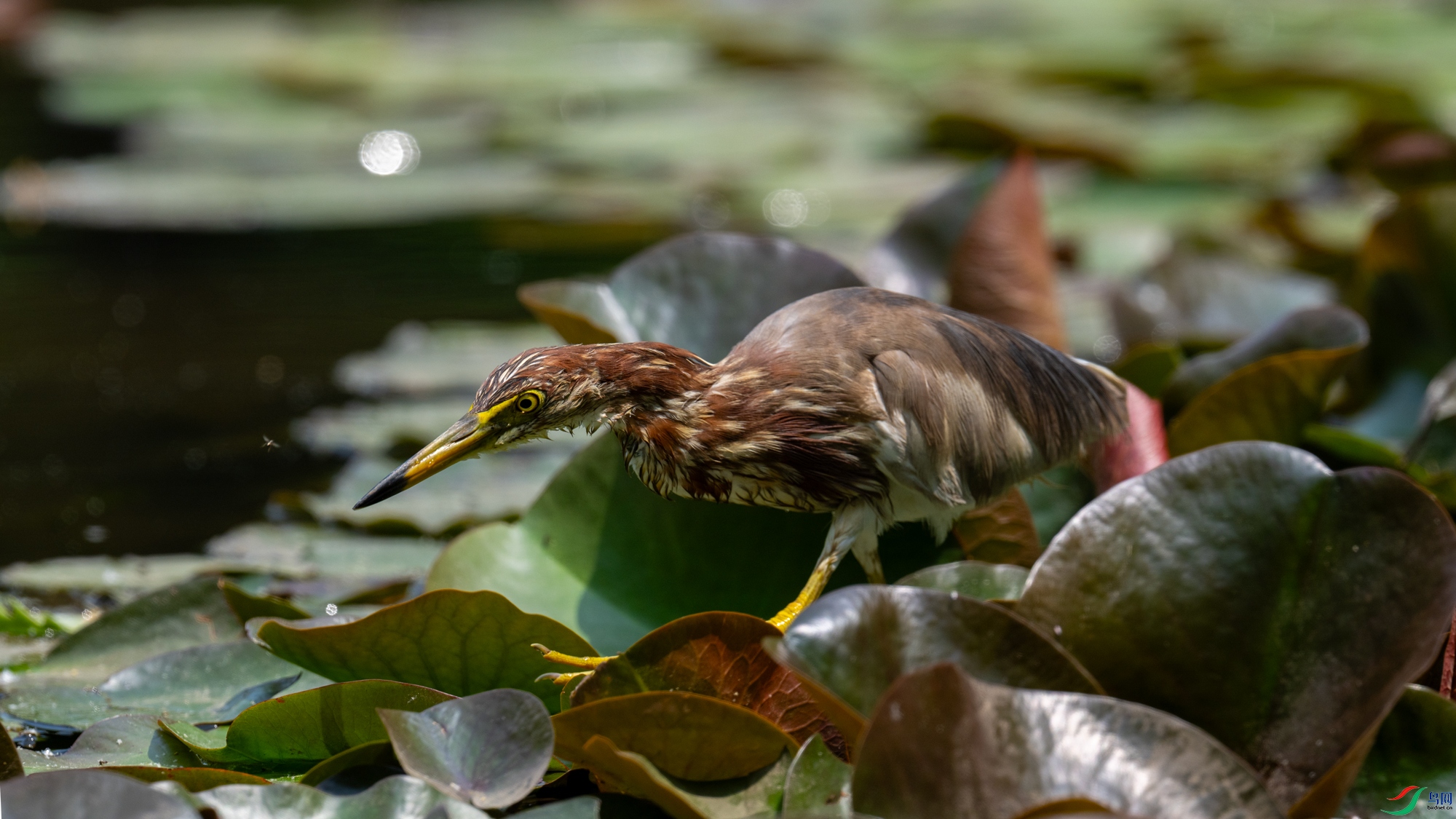 DSC_7331.jpg