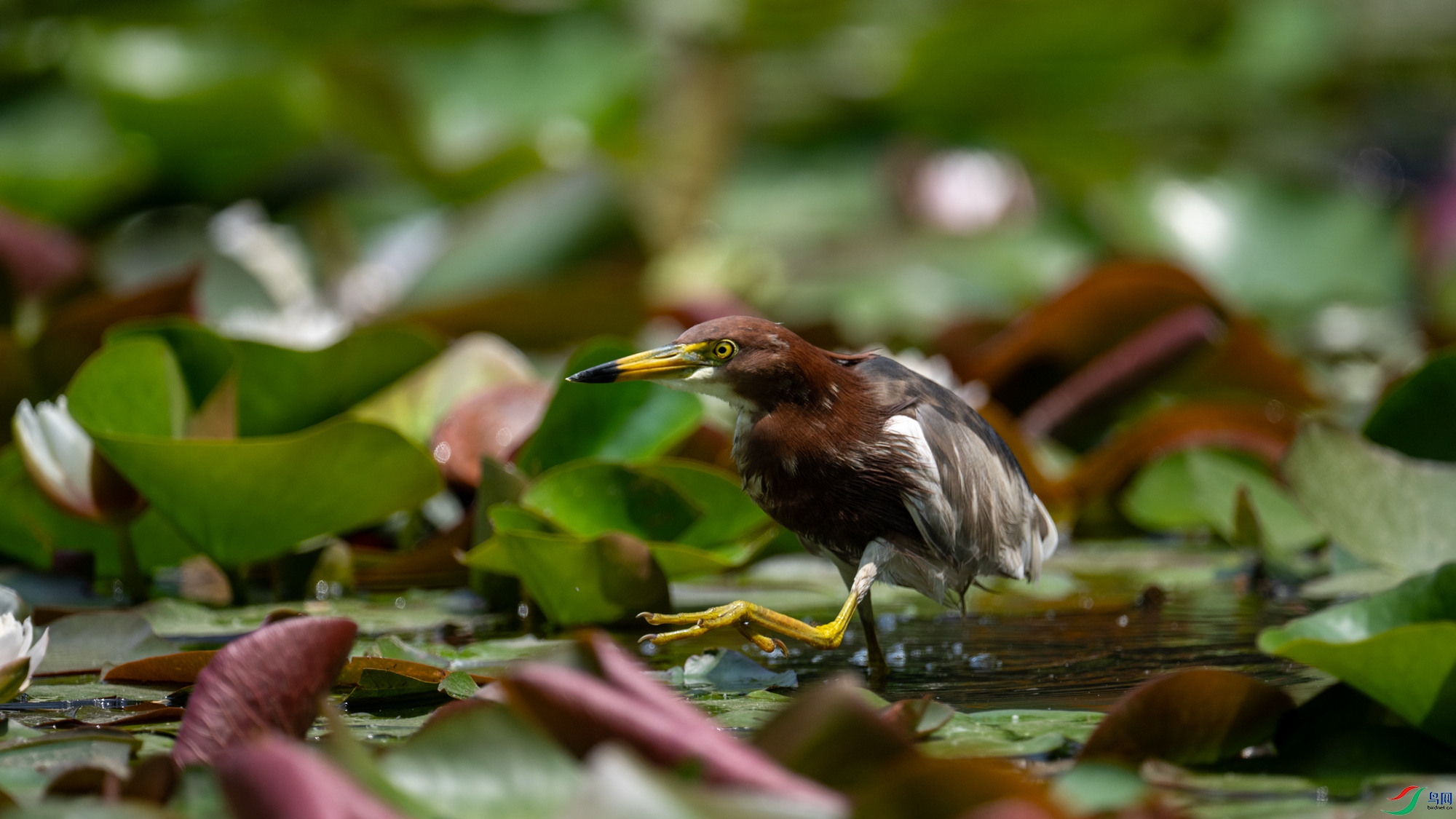 DSC_7243.jpg
