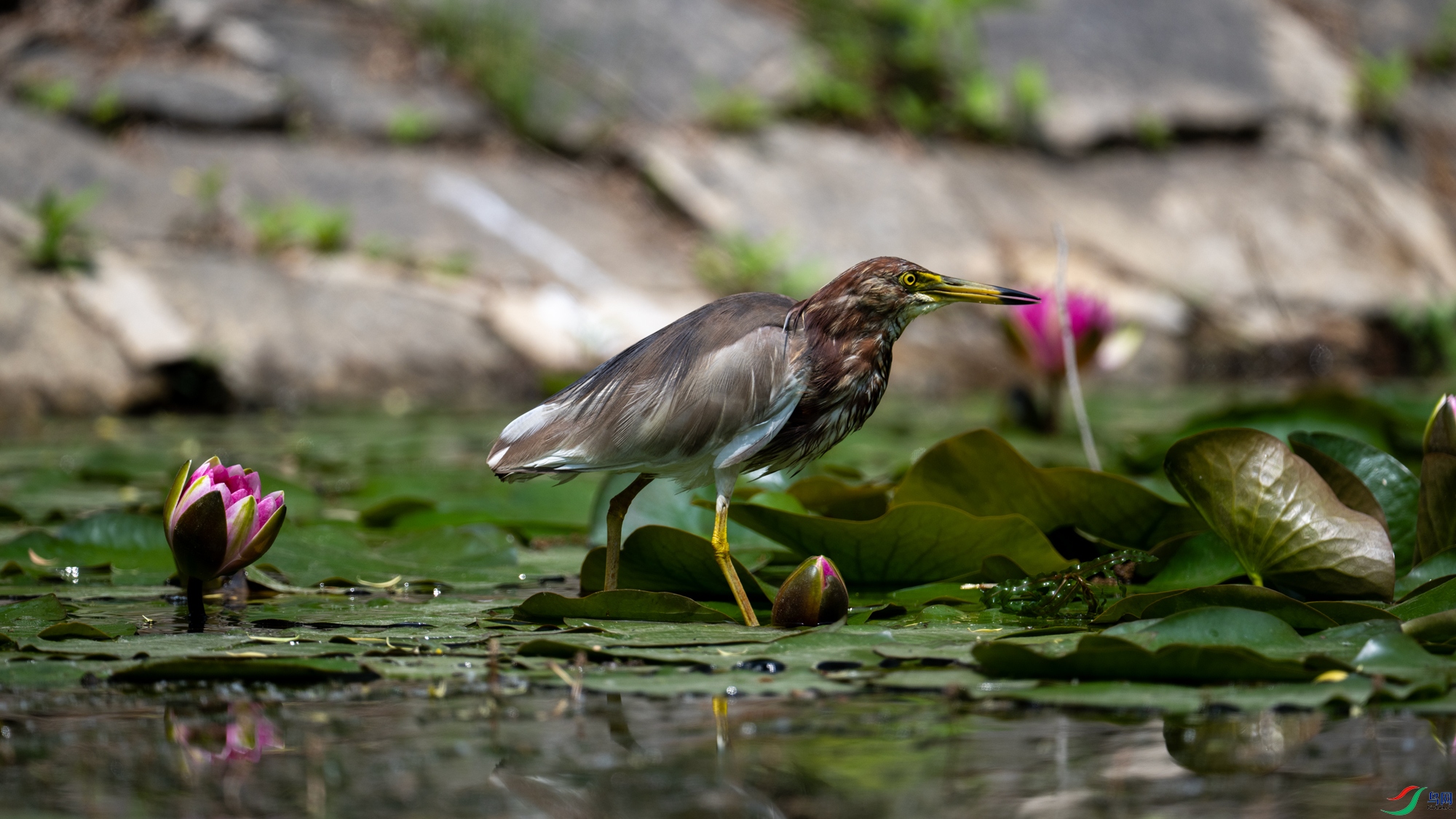 DSC_7050.jpg