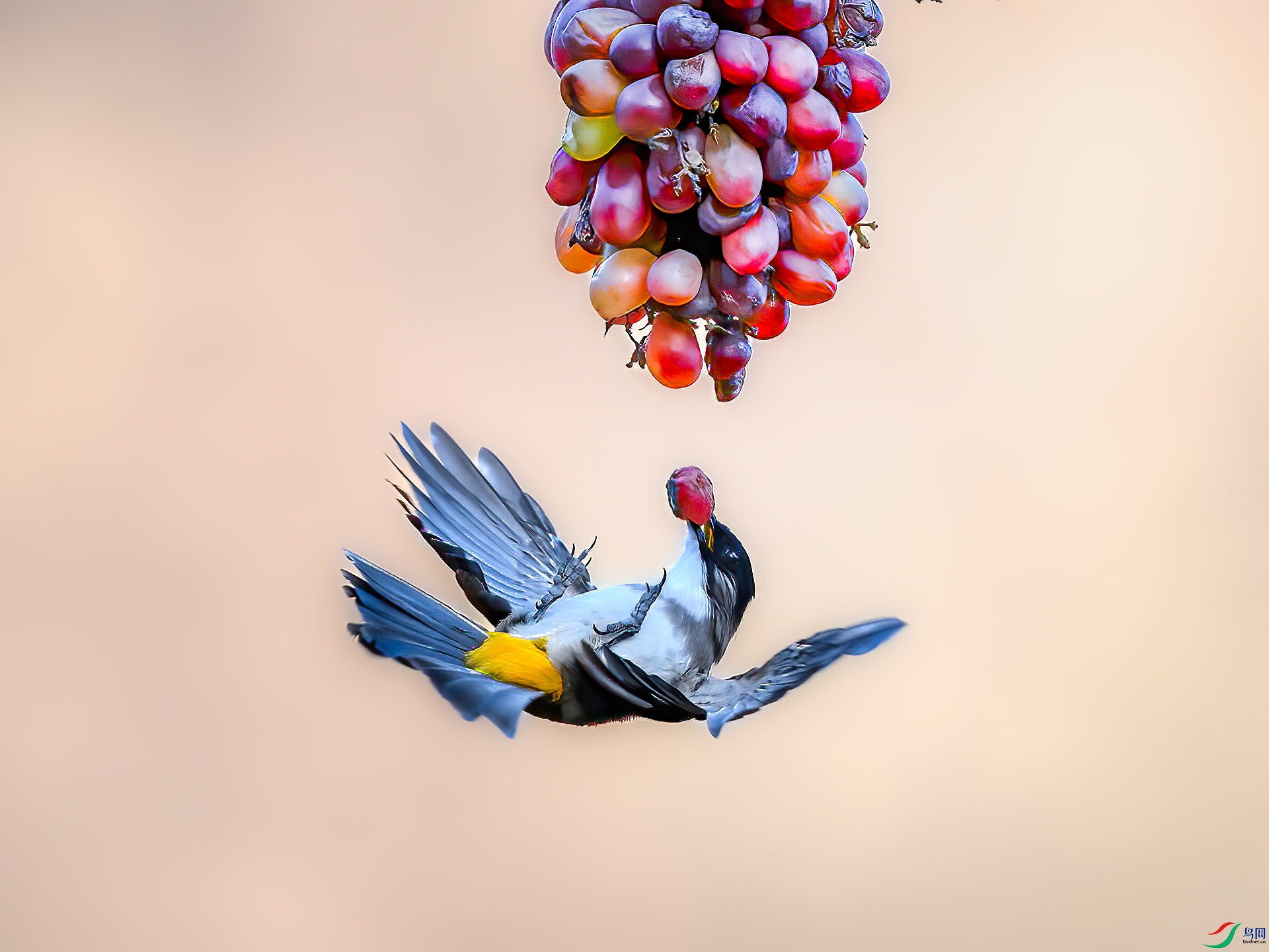 ��ȸ����