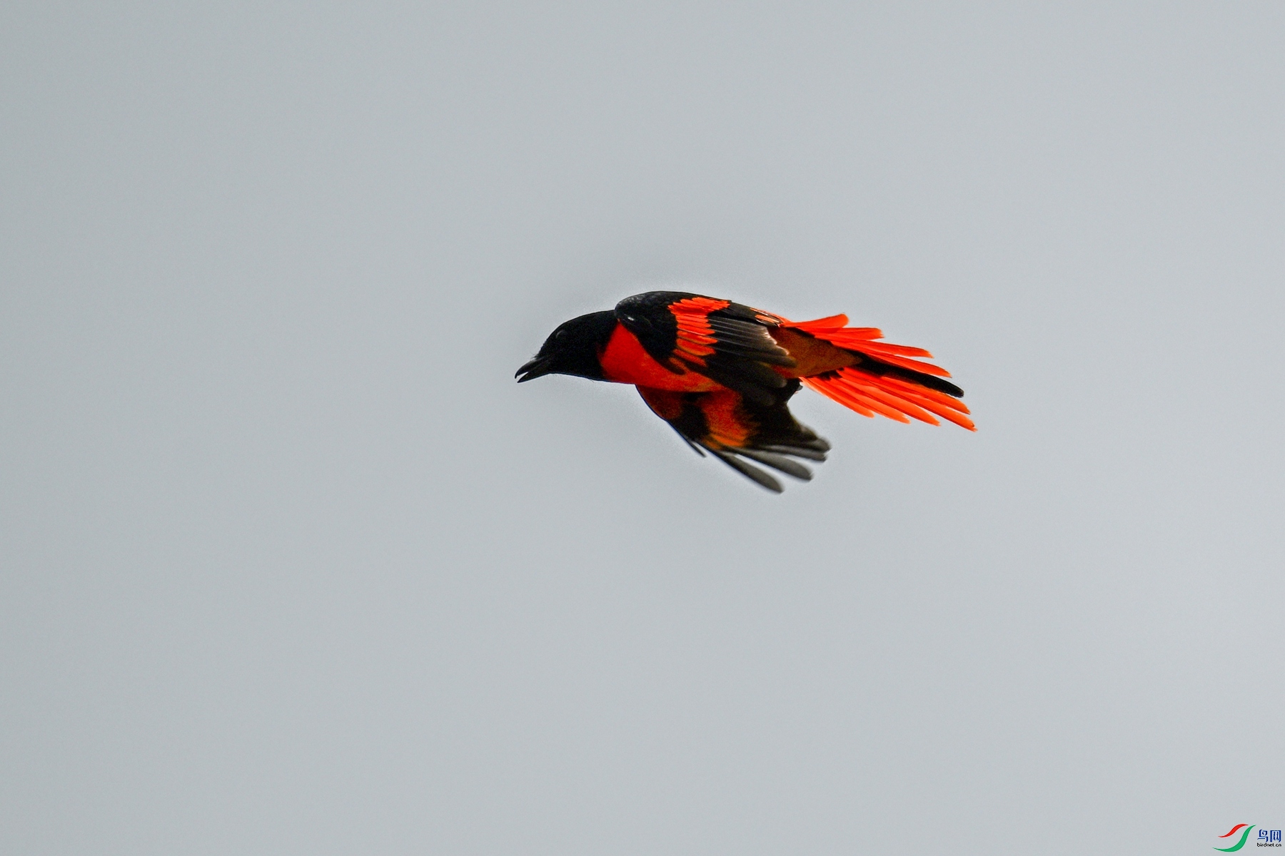 DSC_9699.JPG
