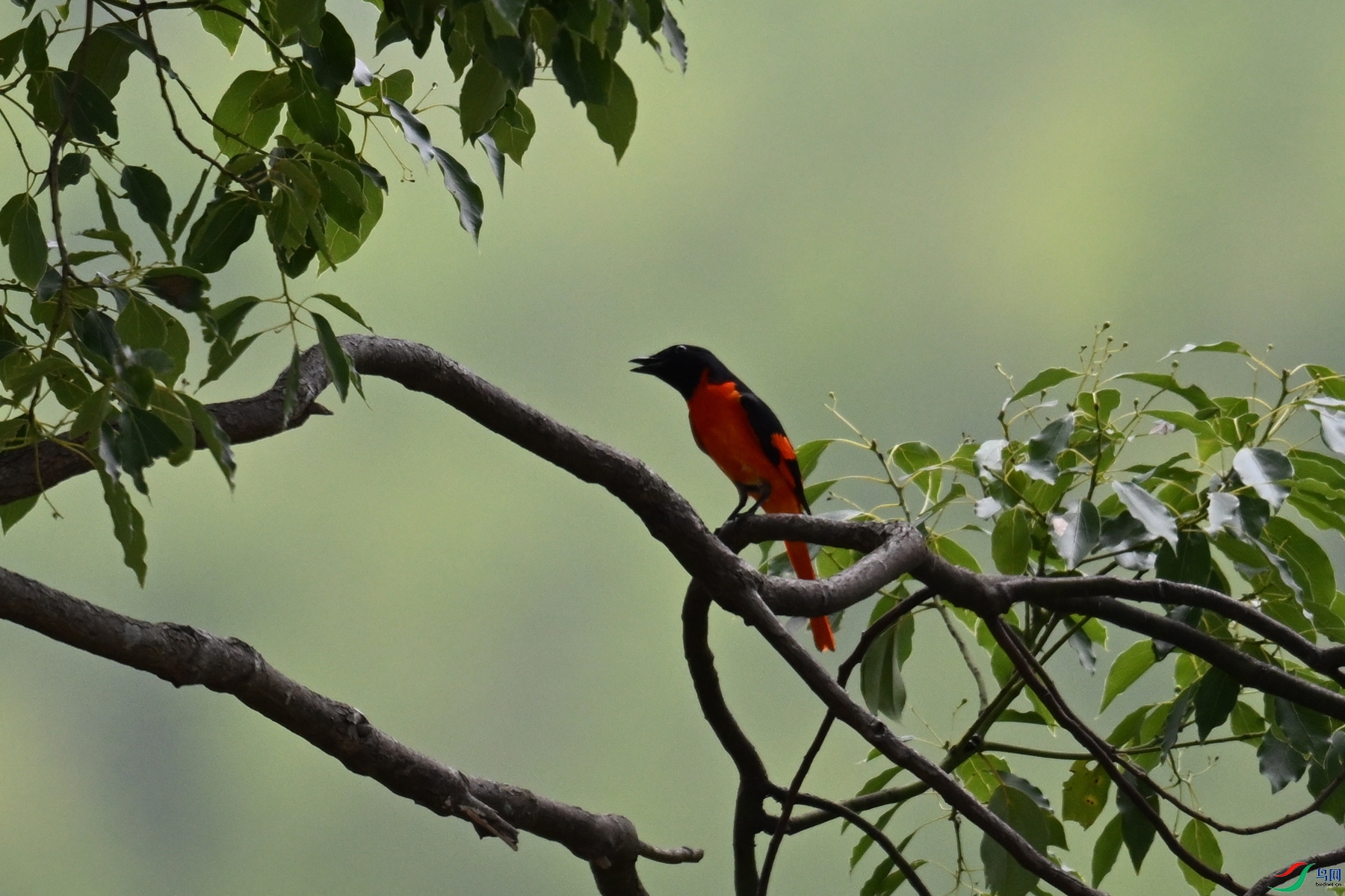 DSC_9688.JPG