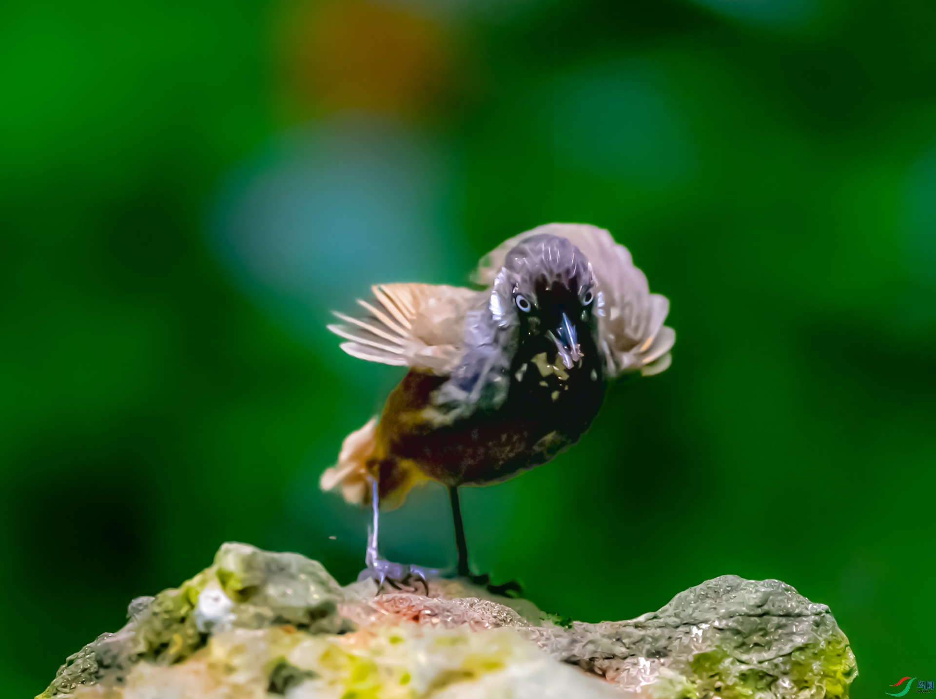 Ū������