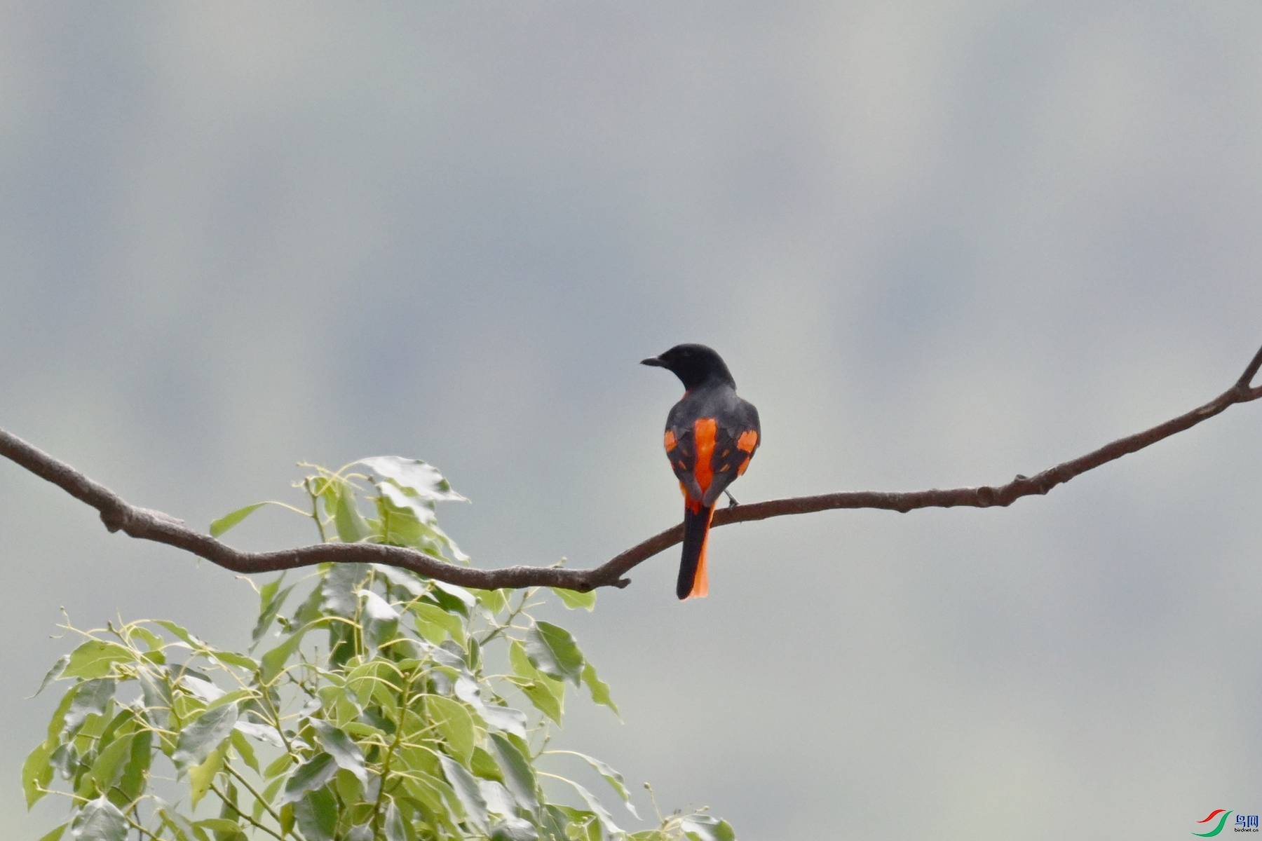 DSC_9676.JPG