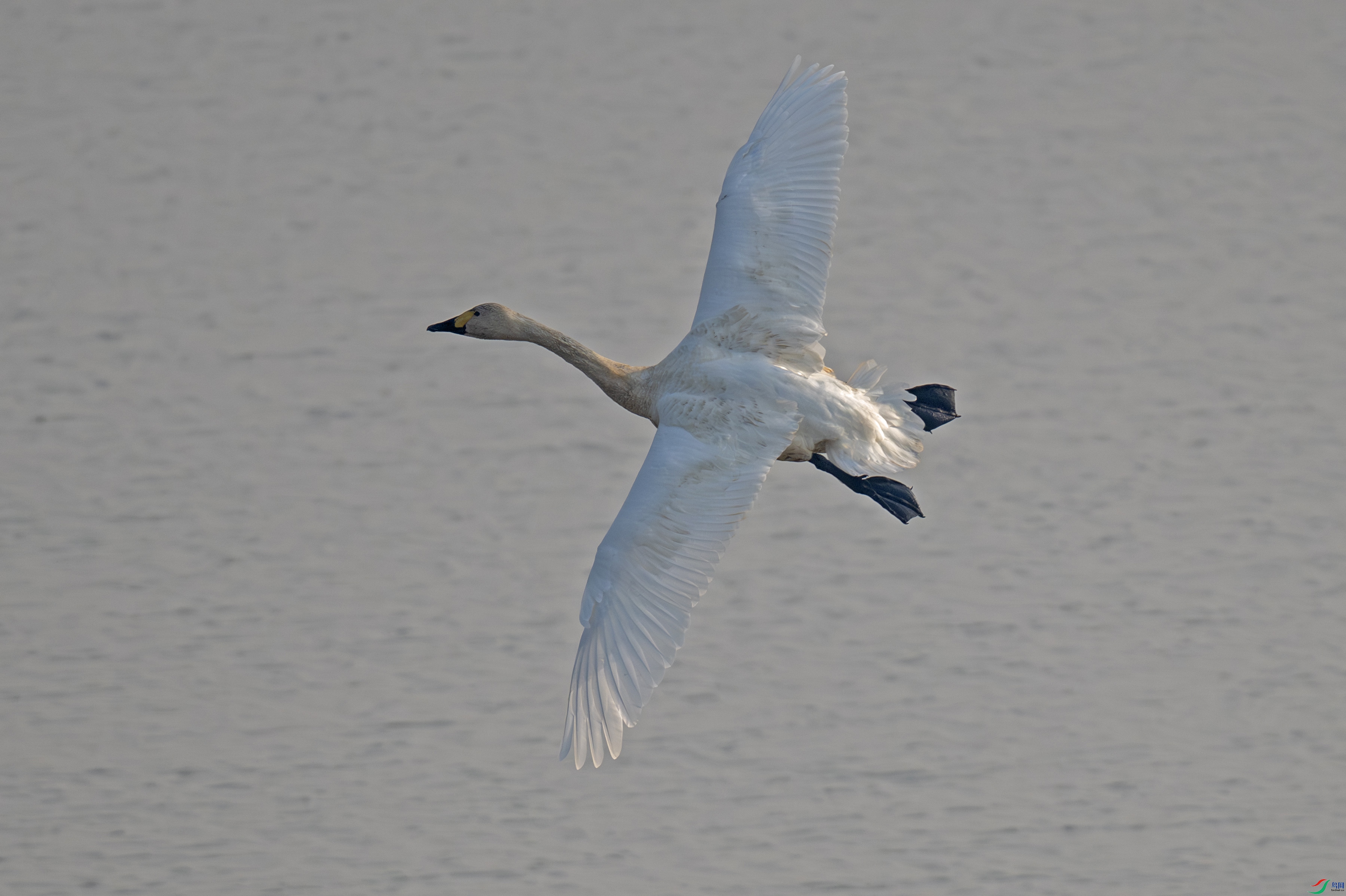 DSC_9337-����.jpg