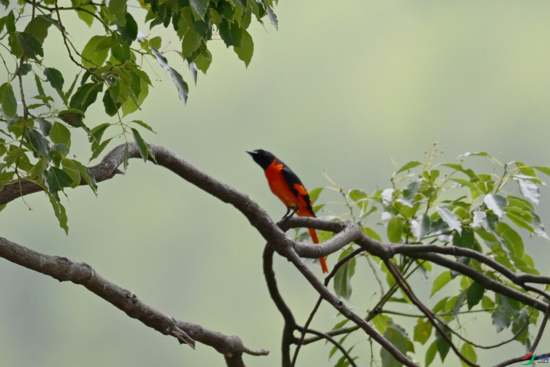 DSC_9690.JPG