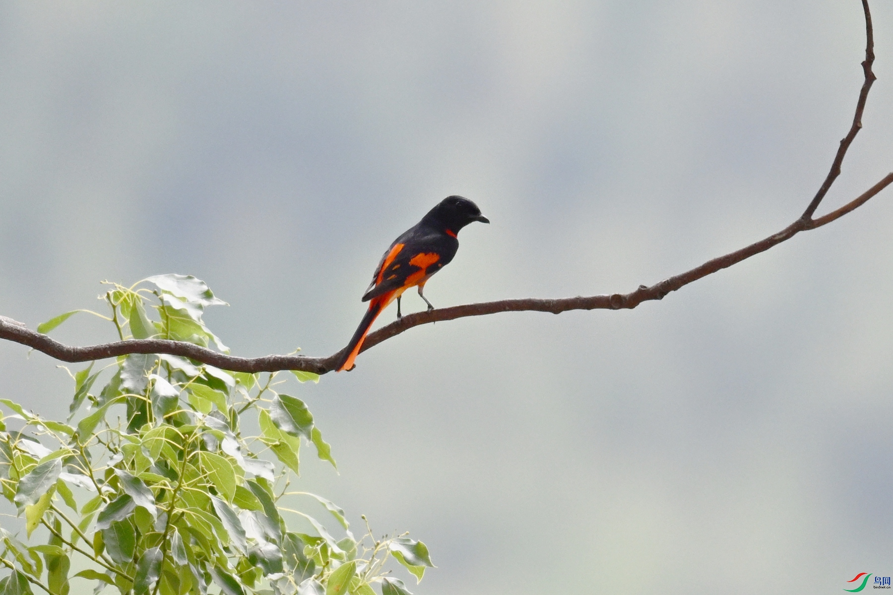DSC_9672.JPG