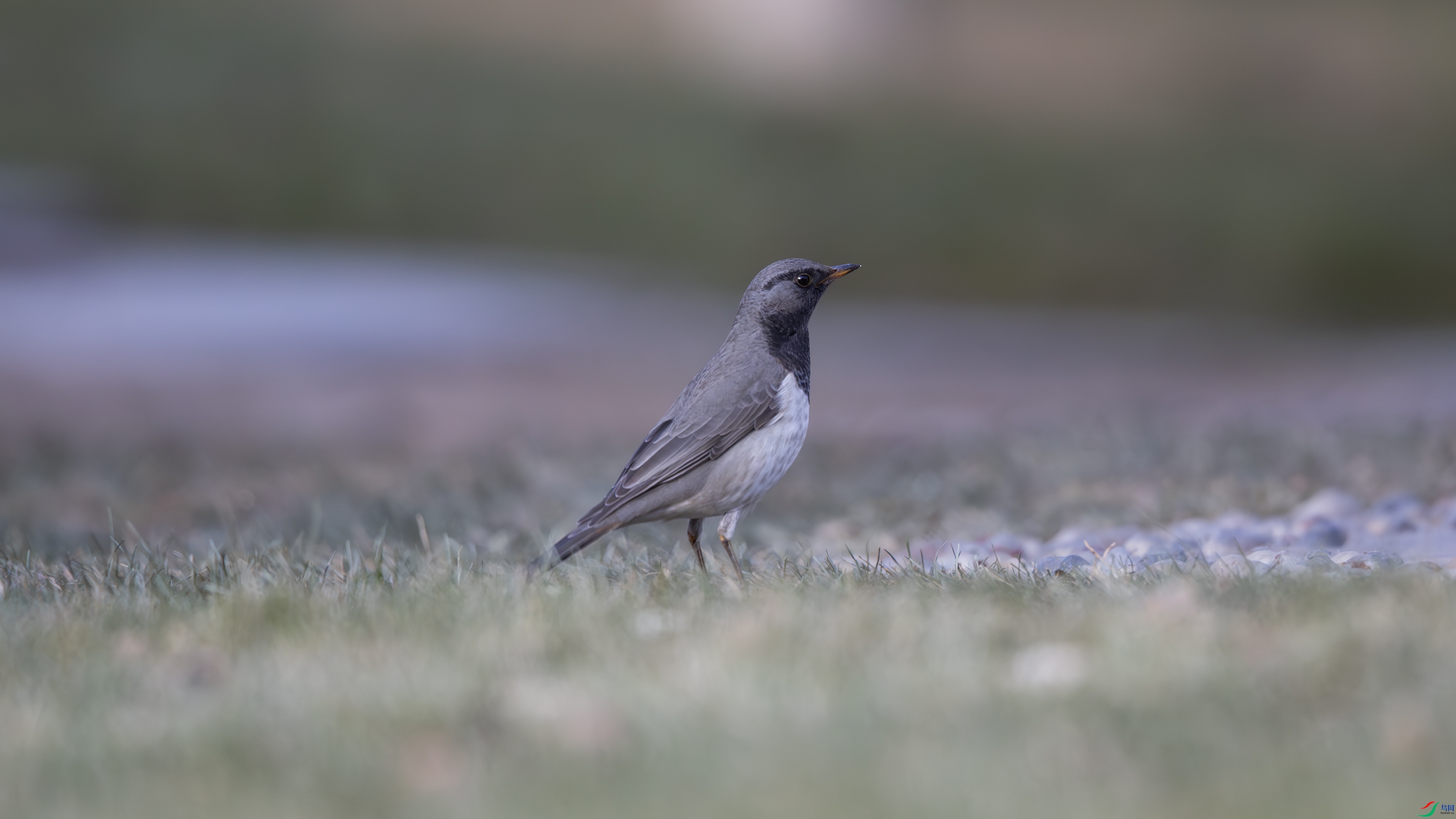 _O7A8417 ����6655.jpg