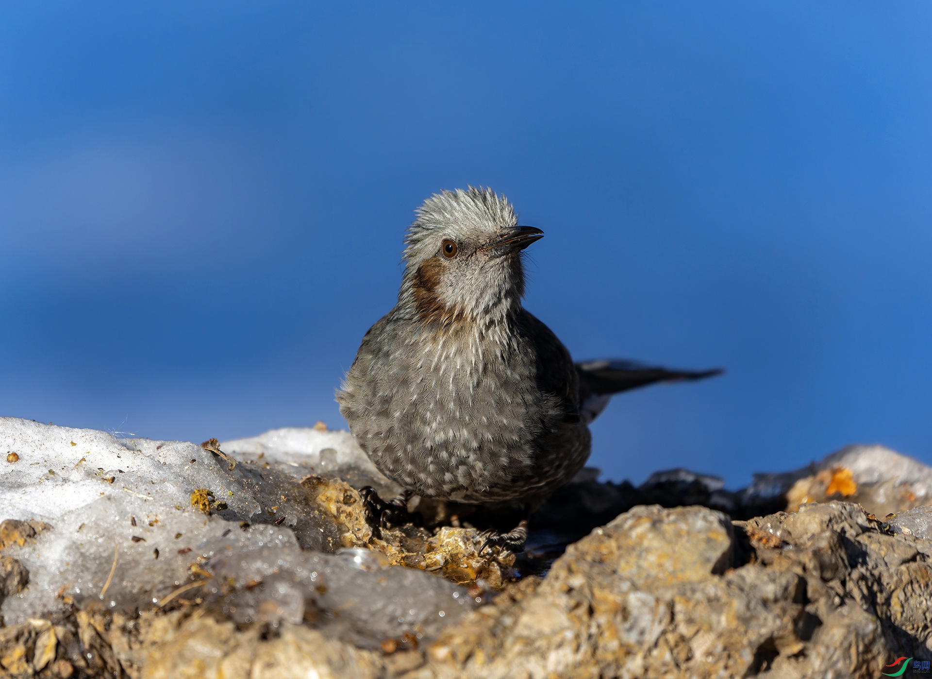 DSC08817-ARW_DxO_DeepPRIME ���� 2.jpg