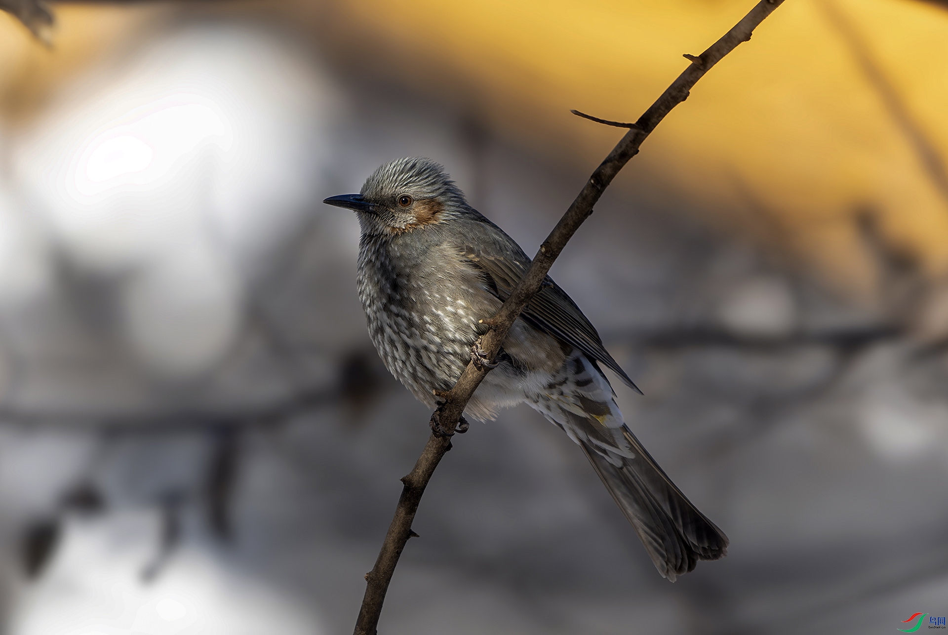 DSC08850-ARW_DxO_DeepPRIME ����.jpg