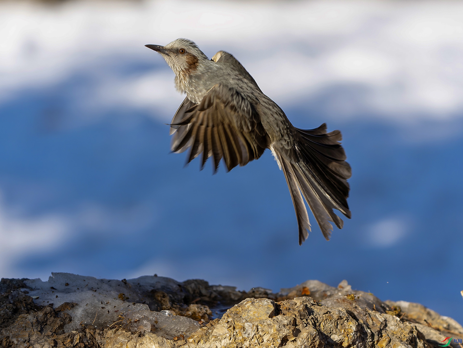 DSC08973-ARW_DxO_DeepPRIME ����.jpg