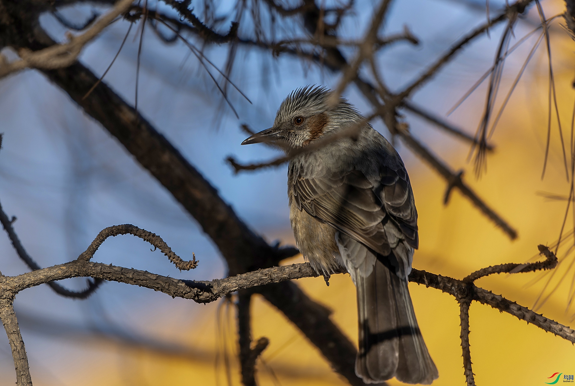 DSC08982-ARW_DxO_DeepPRIME ����.jpg