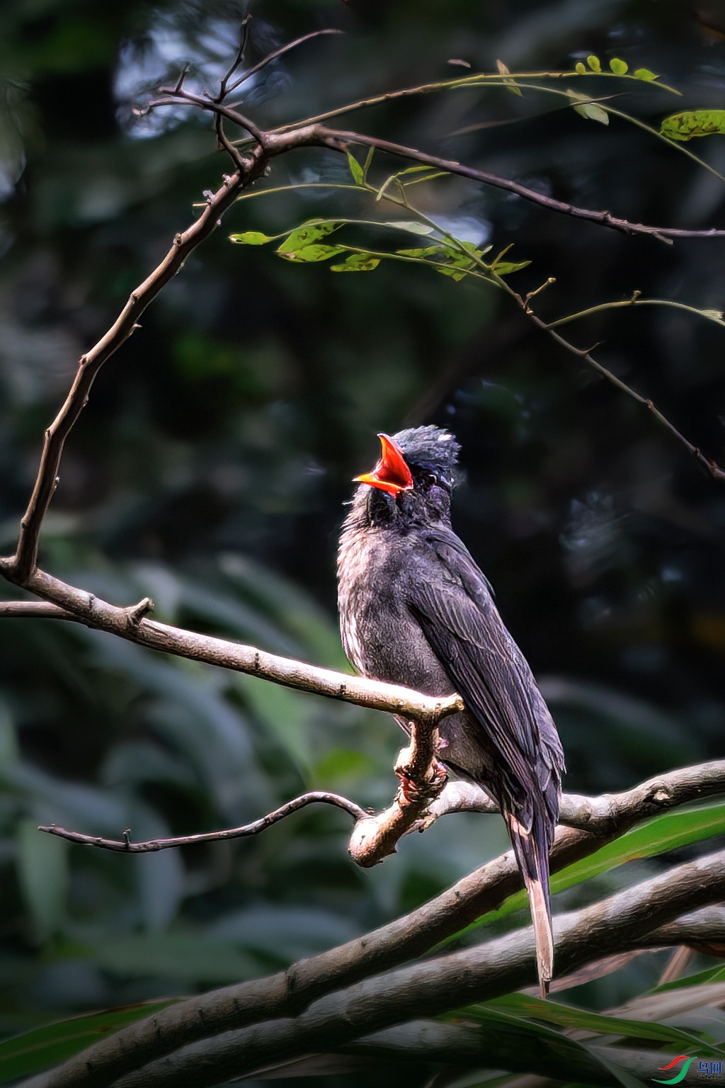 _DSC1678p.jpg