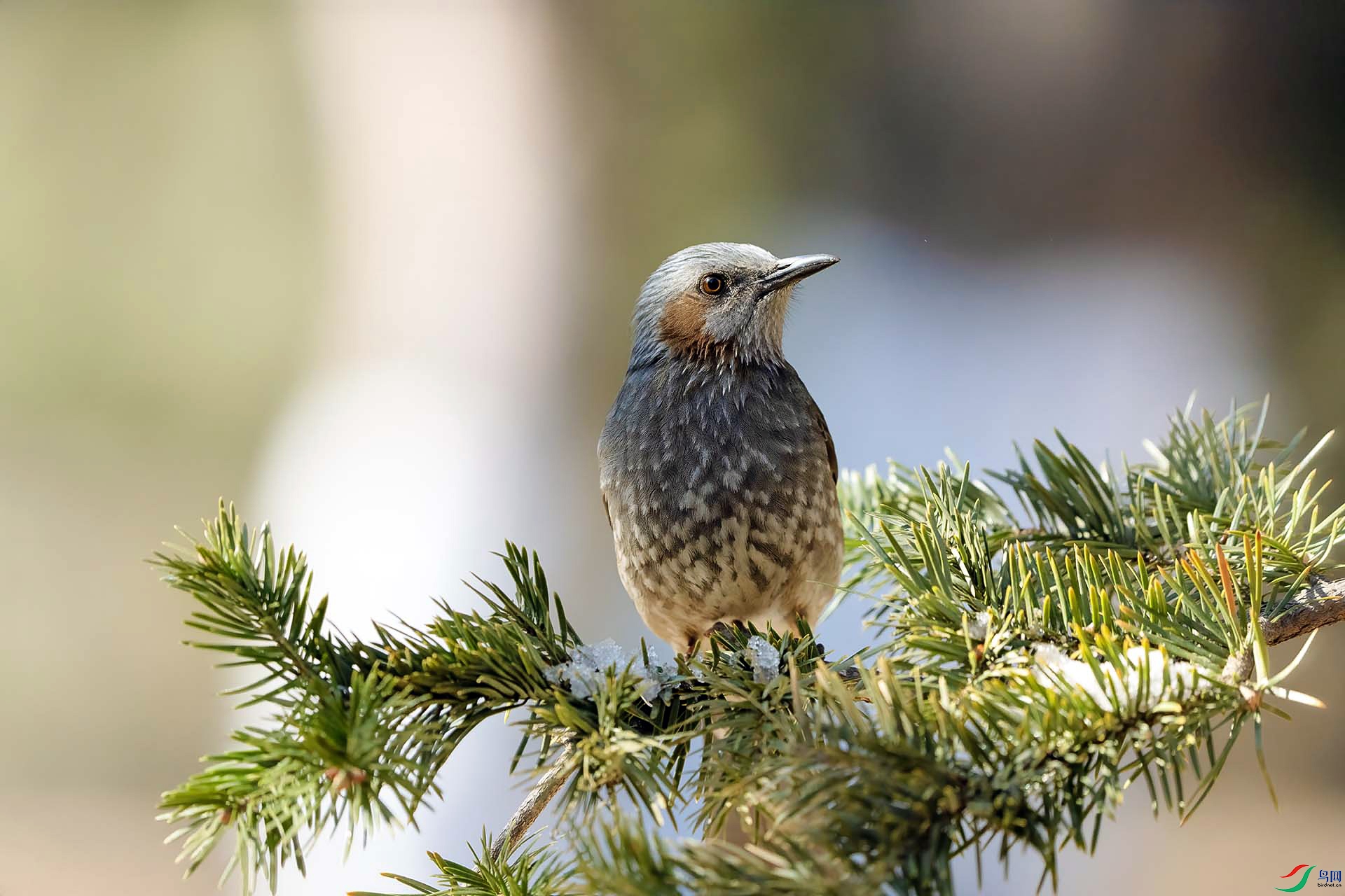 DSC09912 ����.jpg