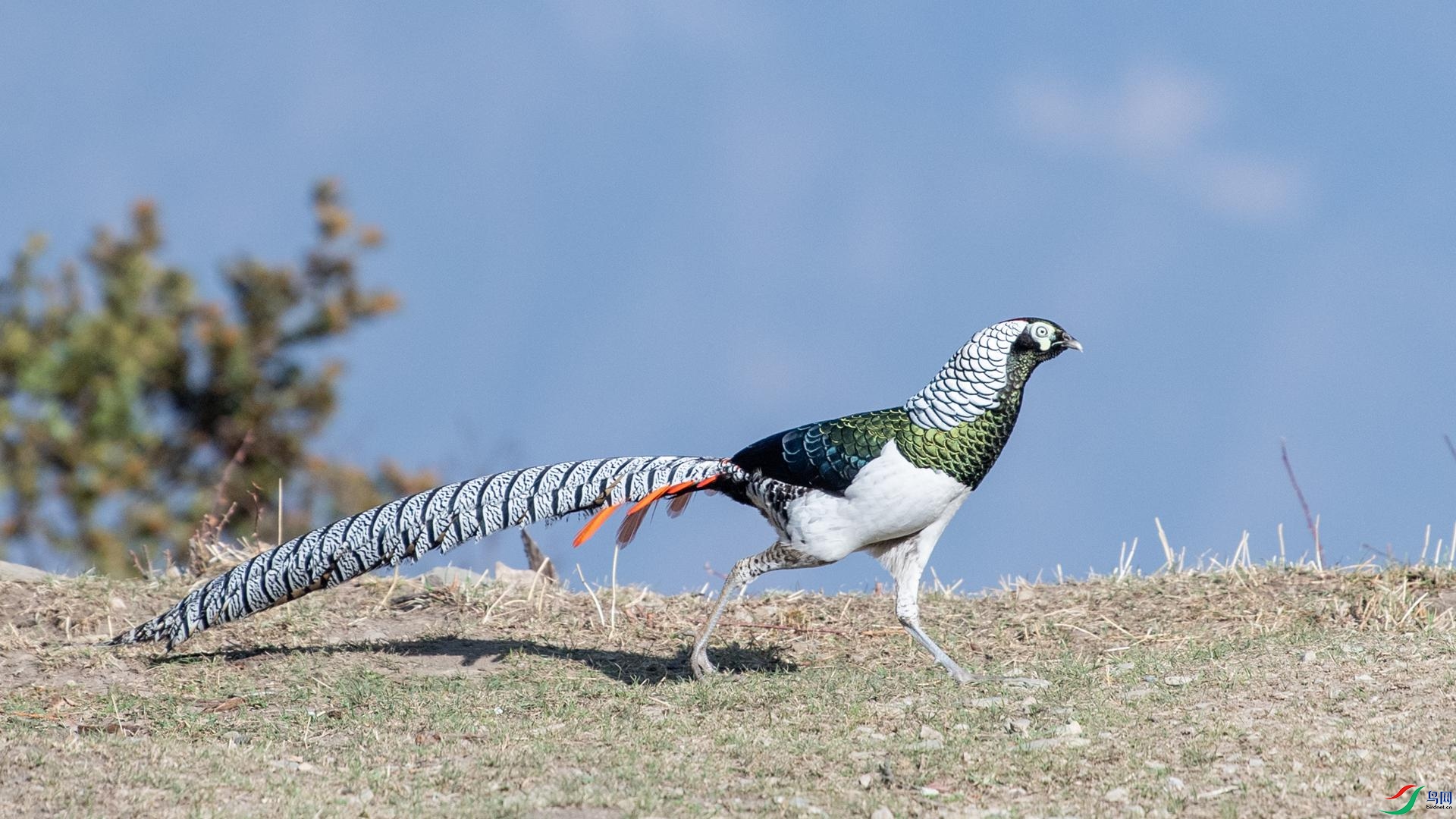 WGB_2233 ����.jpg