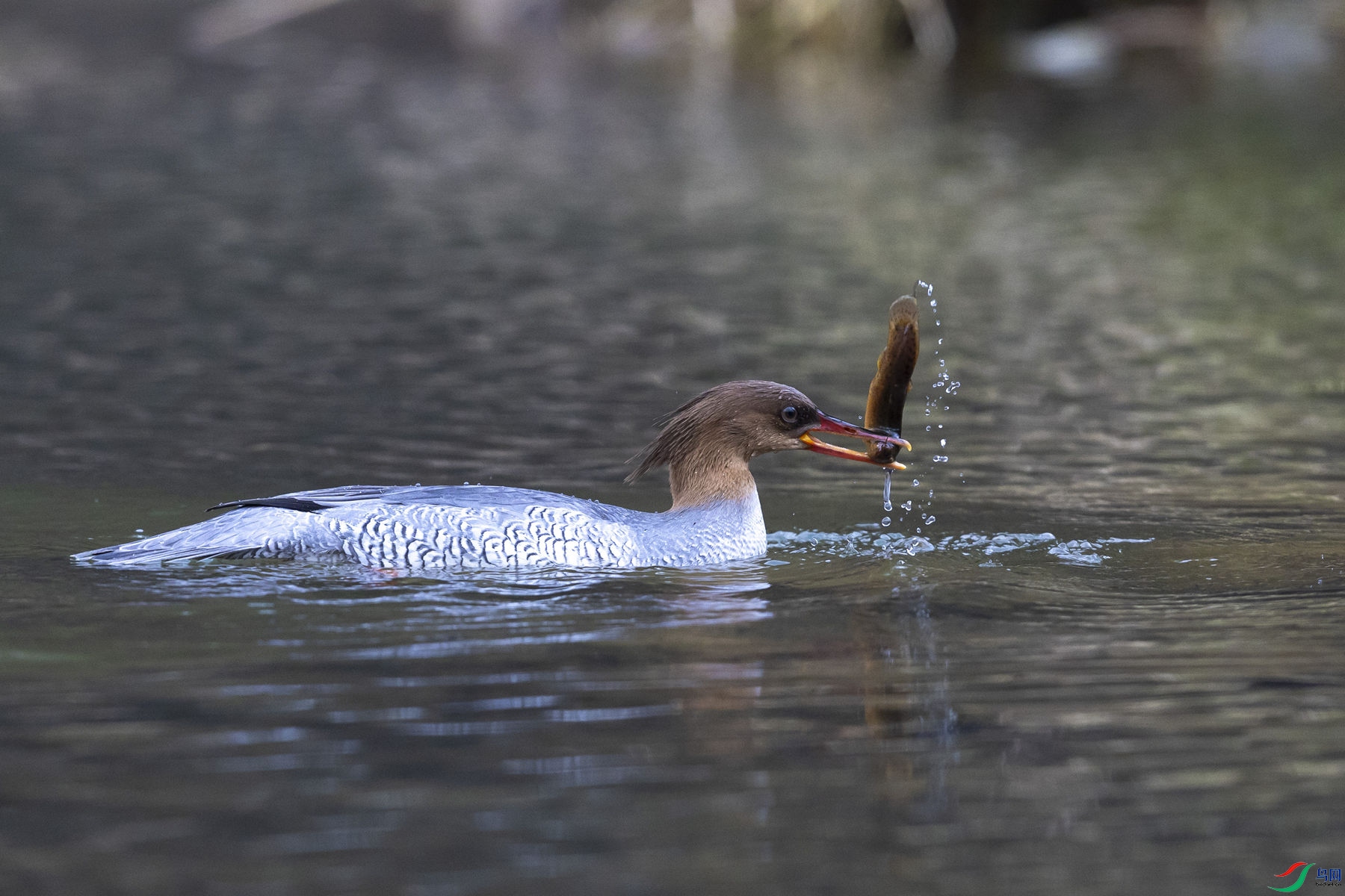 �л���ɳѼ02