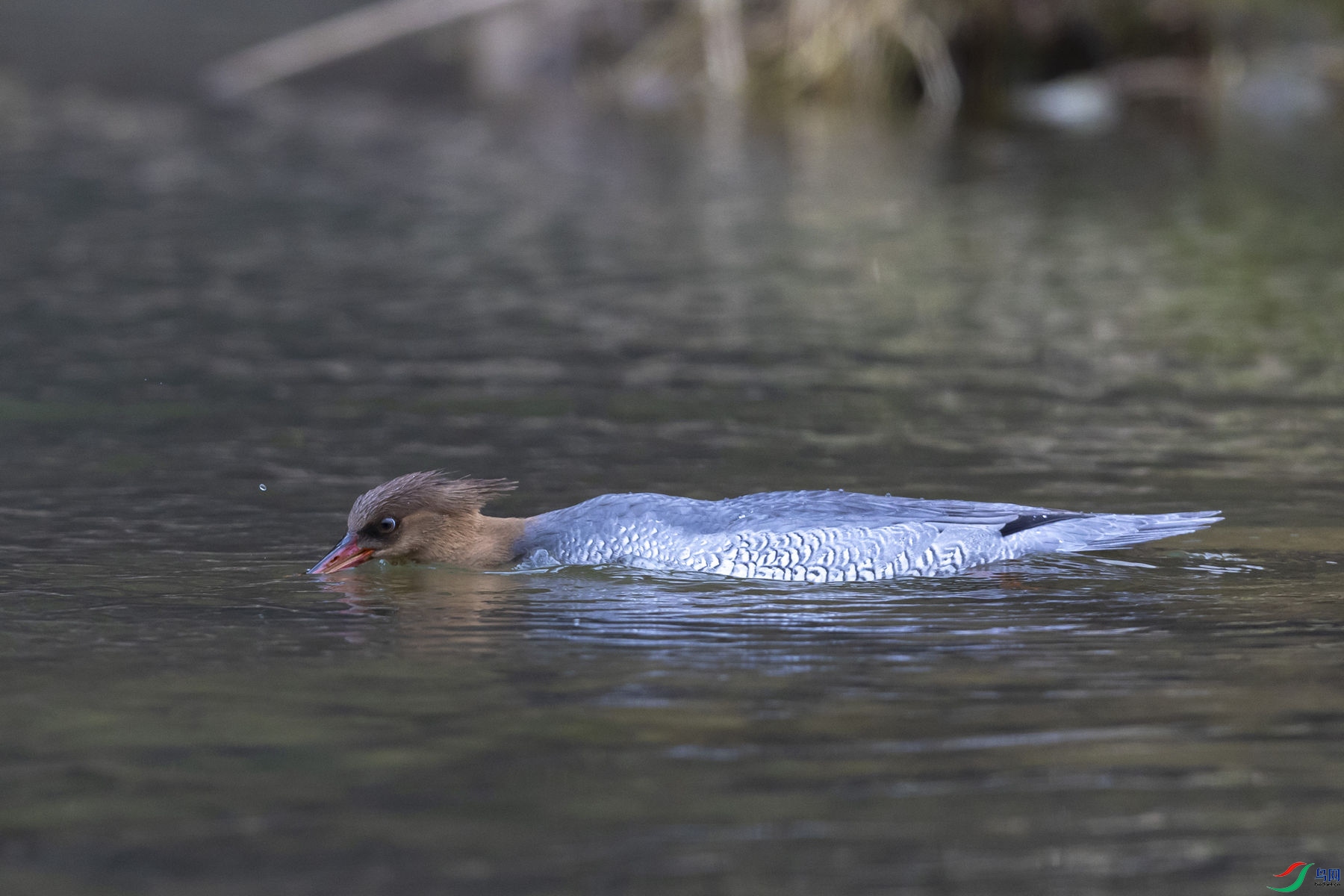 �л���ɳѼ04