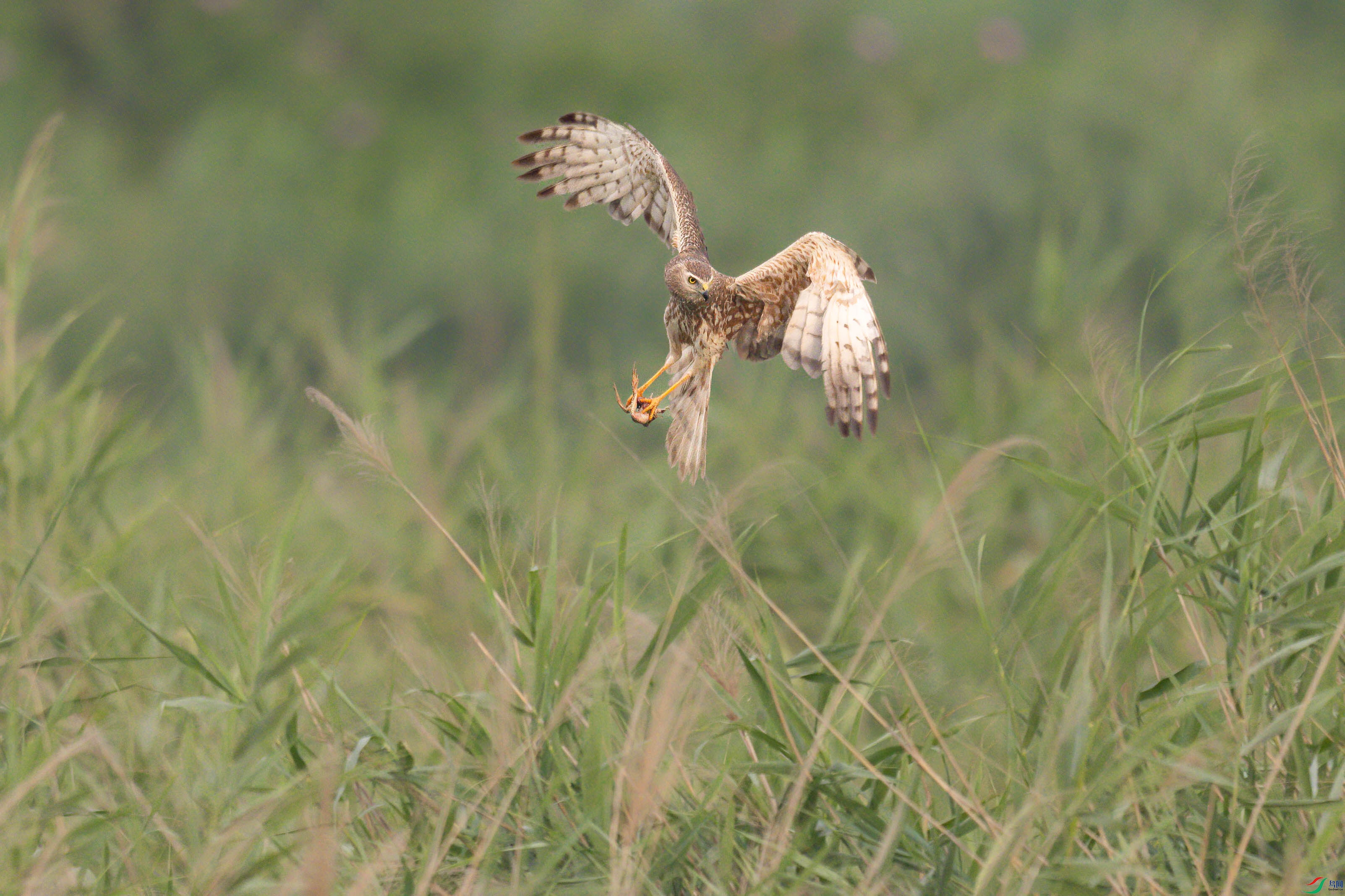 DSC_8422sen2024-7-21-014sen2024-7-21-16-�༭.jpg