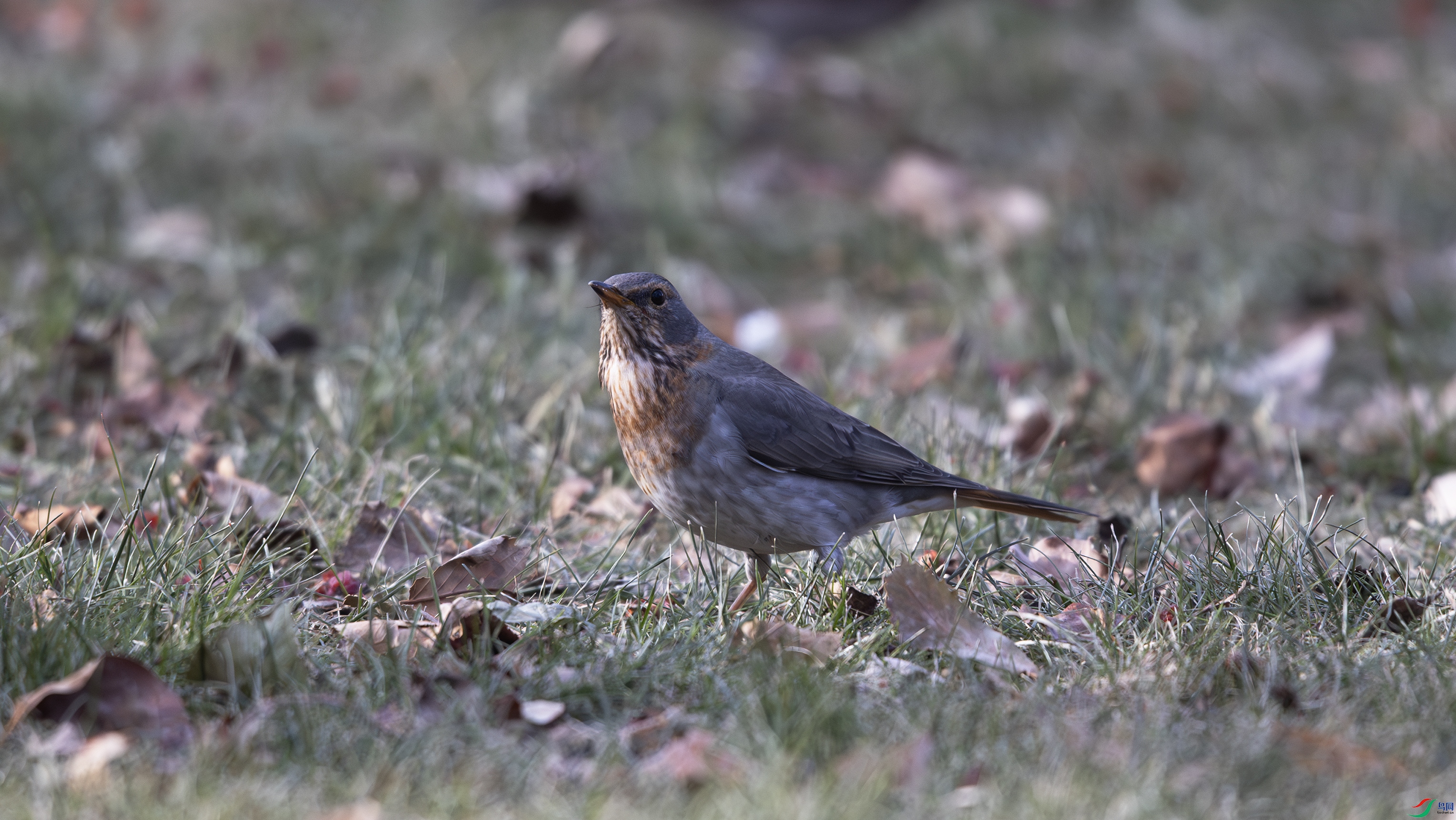 _O7A8203 ����444.jpg