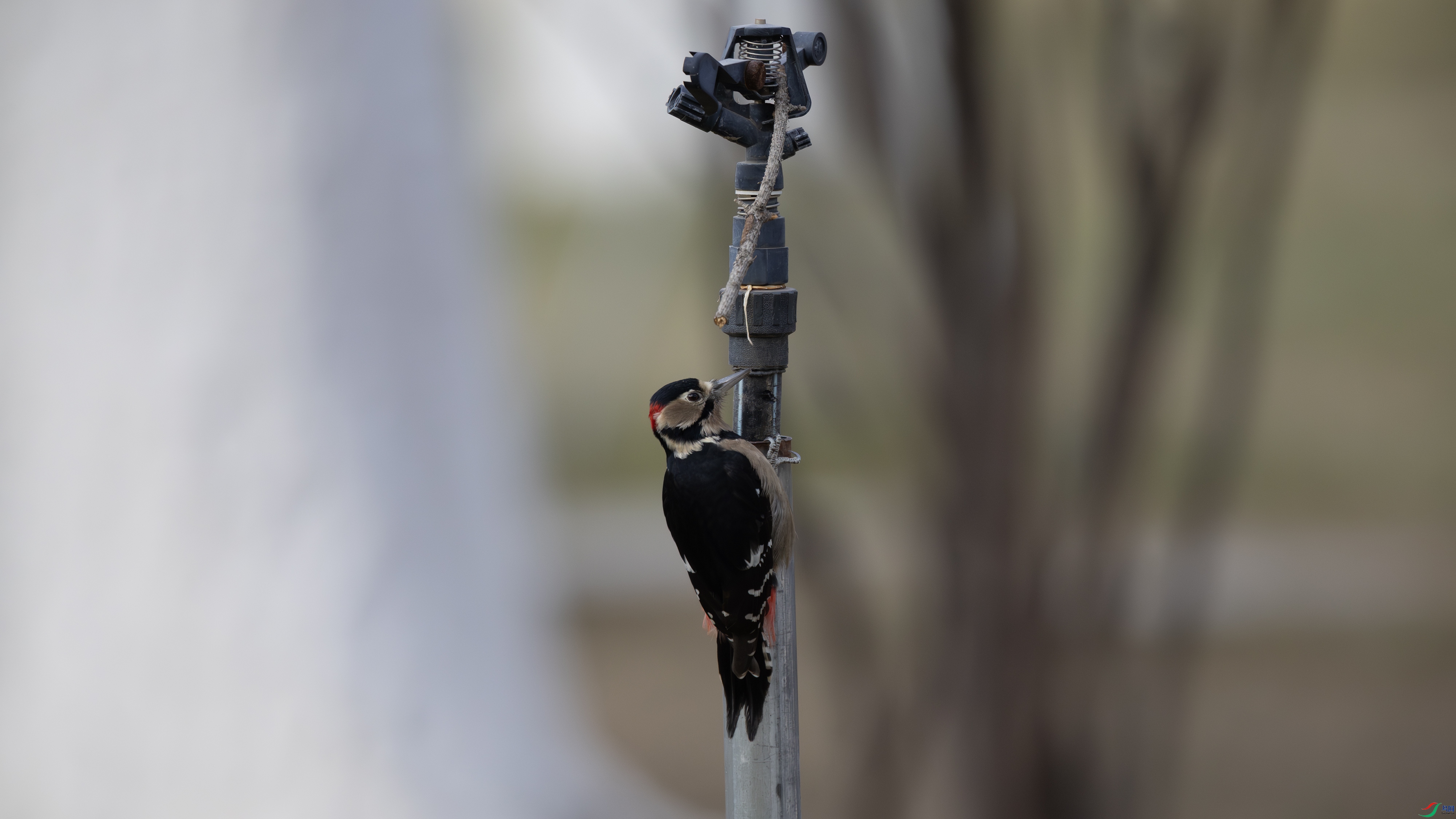 _O7A8436 ��4444.jpg