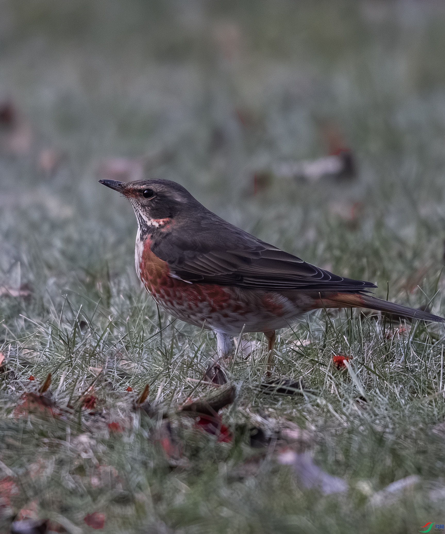 _O7A8170 ����.jpg