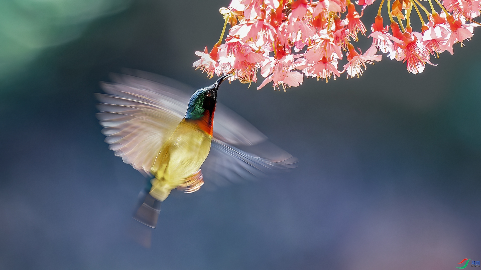 12.02�ƽ�Ҷ��ʦ��Ʒ  ӣ��̫���� ��ף���ٻ���Ӱʦ������.jpg