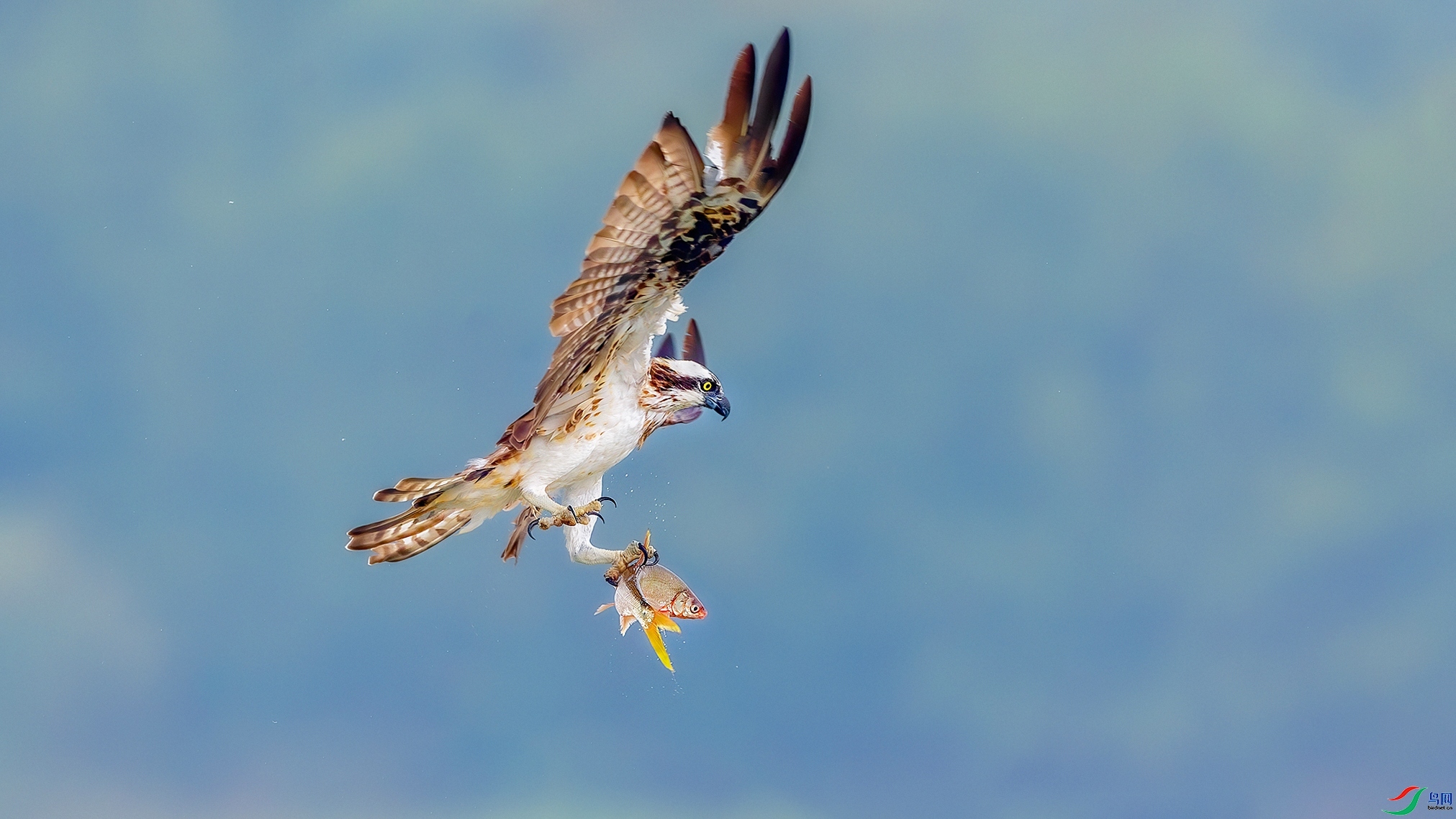 12.03Դ����Ȼ��ʦ��Ʒ ��Я���������ף���ٻ����������.jpg