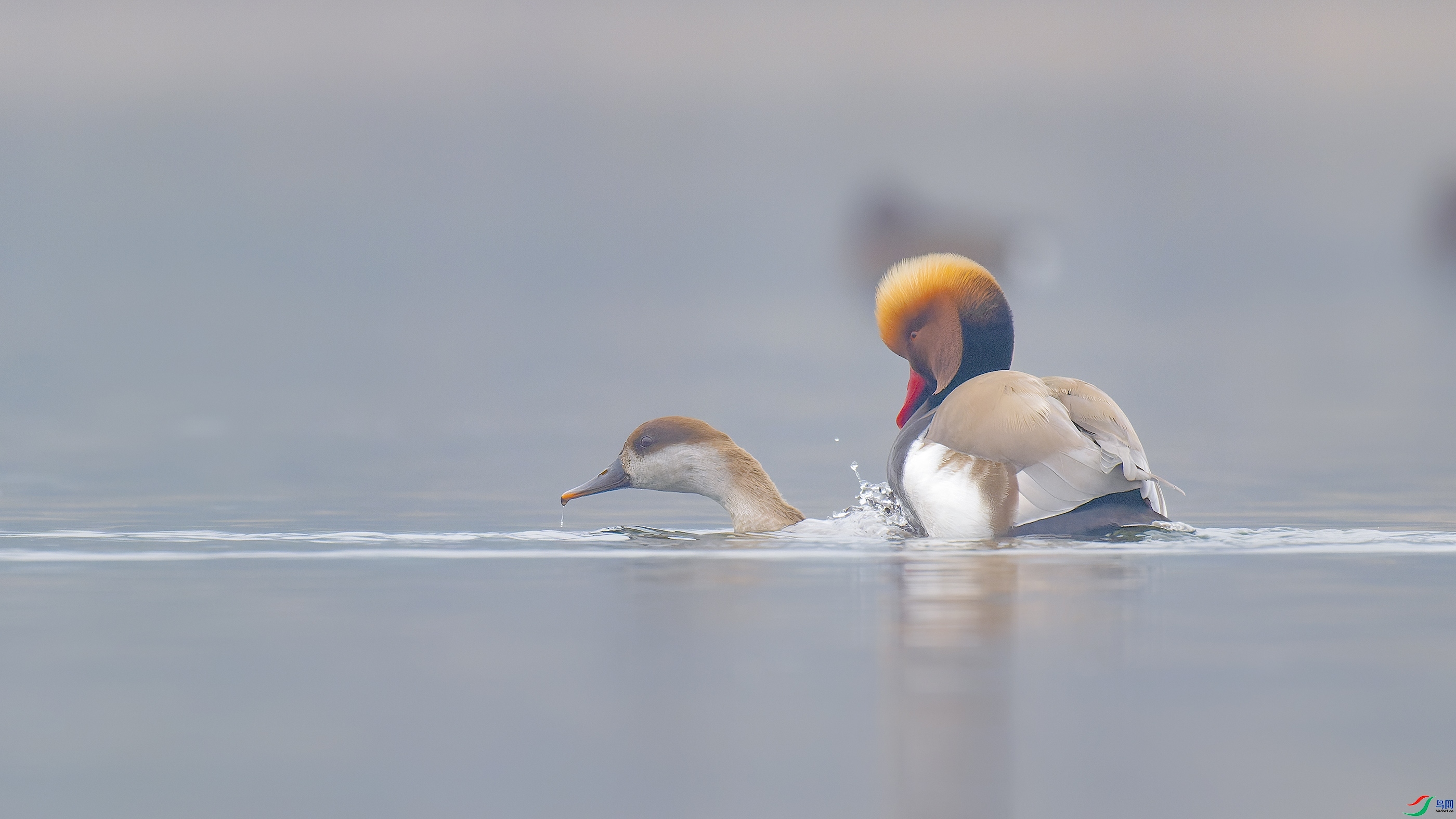 12.6������ʦ��Ʒ   ���µĳ��죨ף���ٻ���Ӱʦ������.jpg