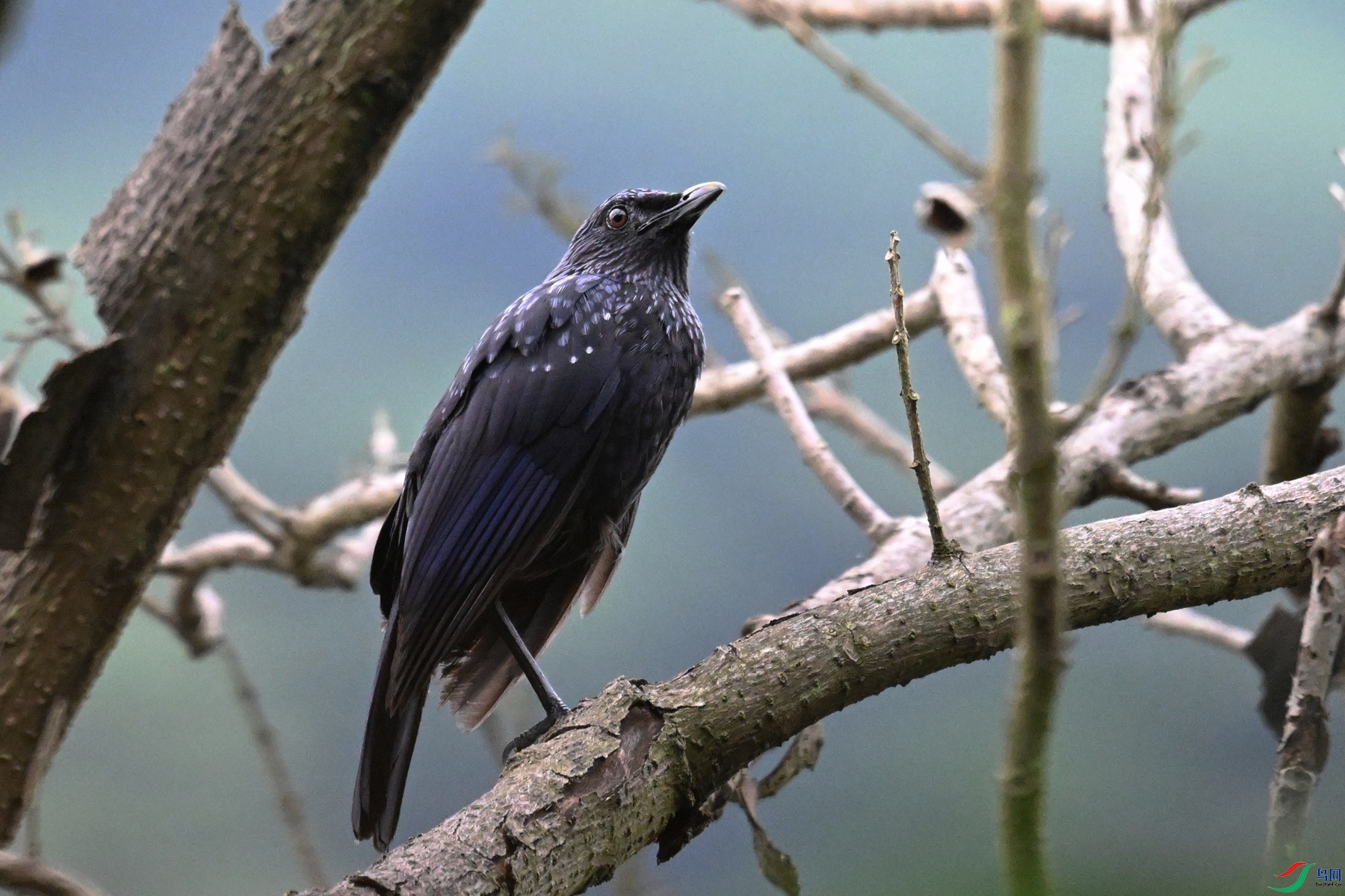 DSC_9714.JPG