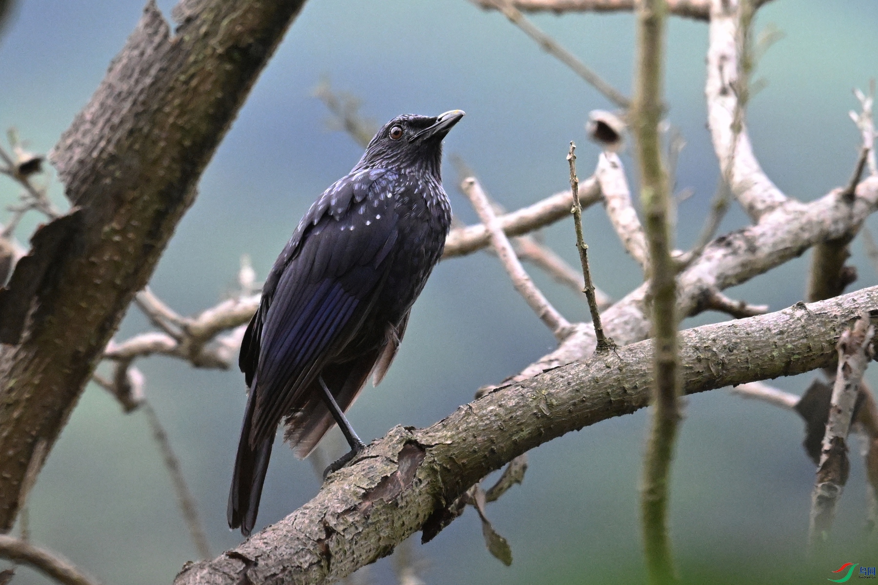 DSC_9715.JPG