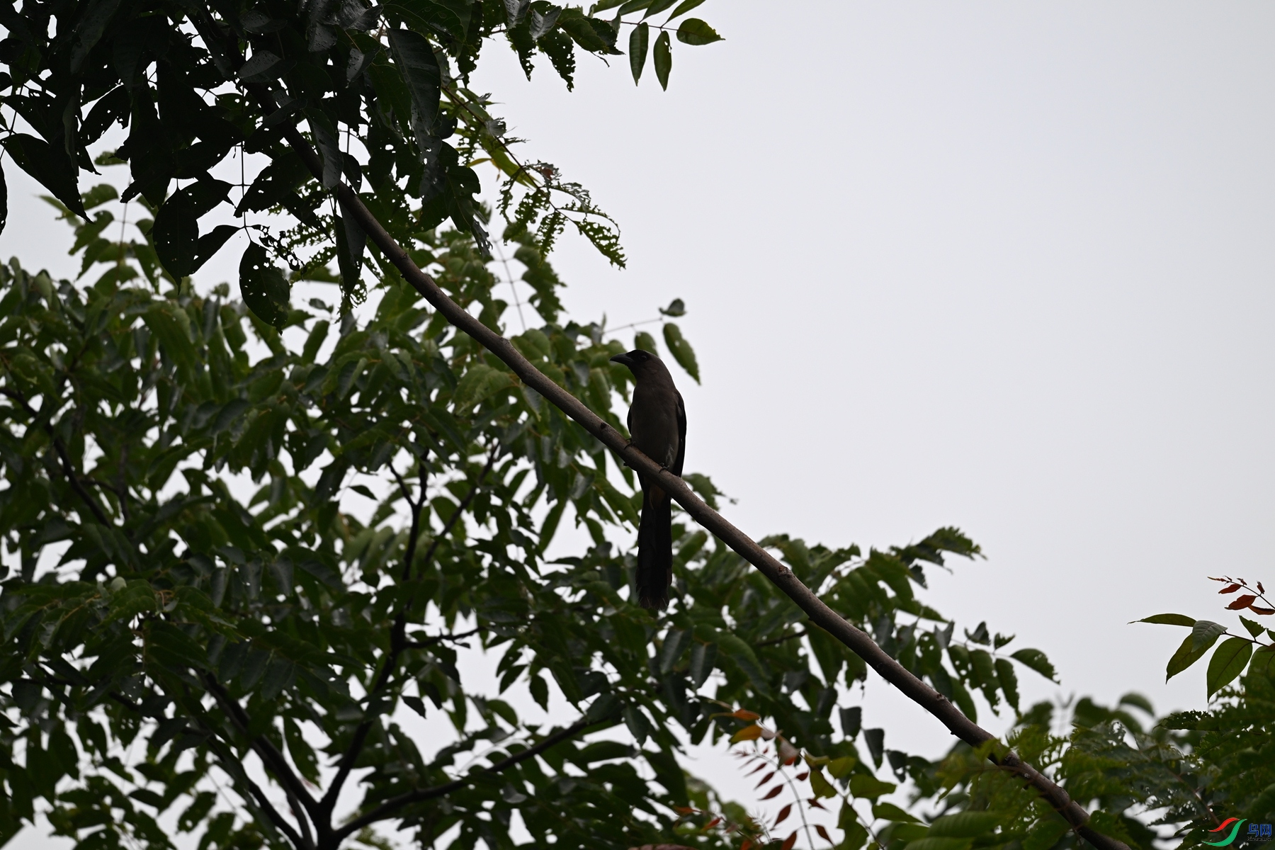 DSC_9719.JPG