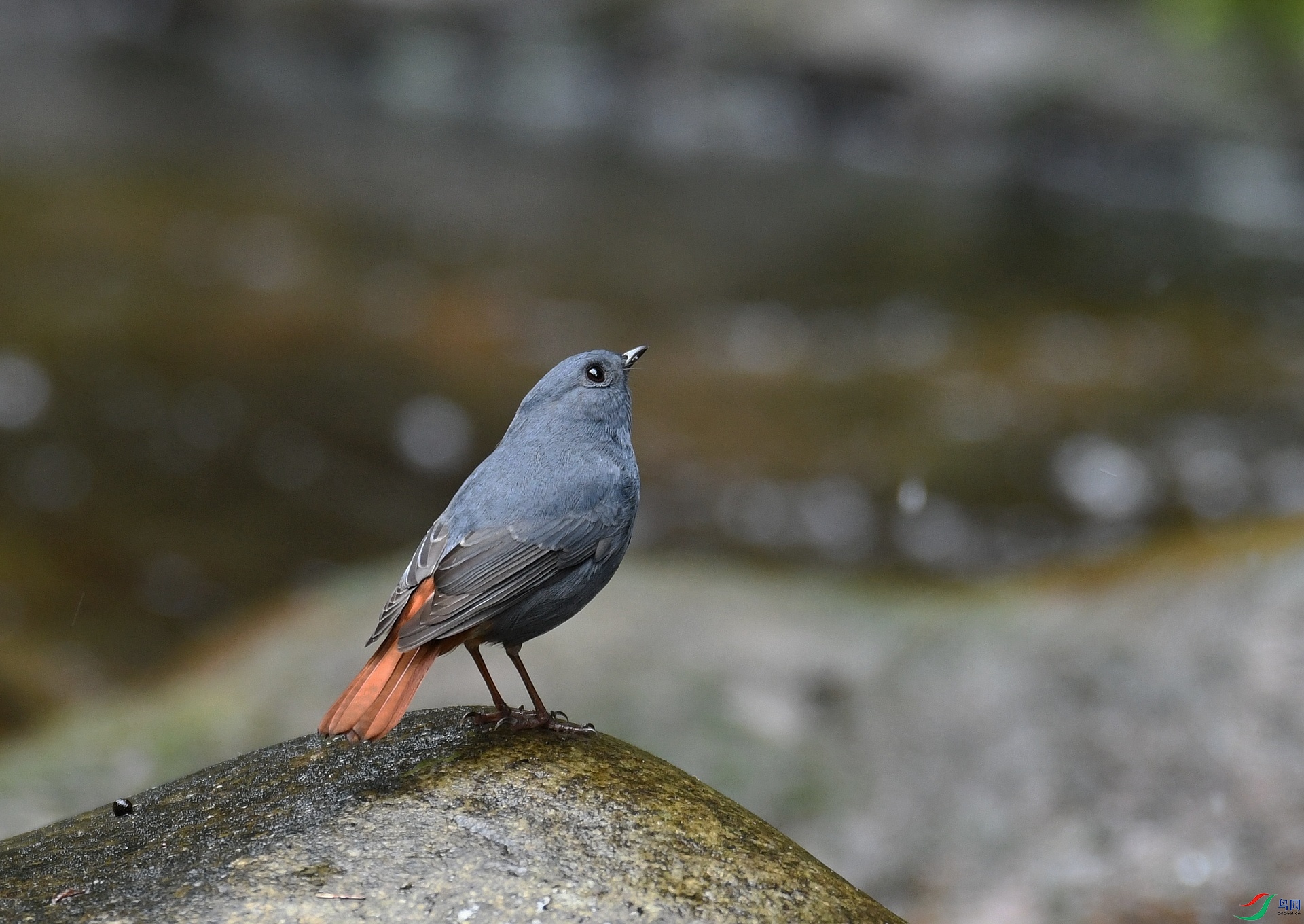 DSC_0958.jpg