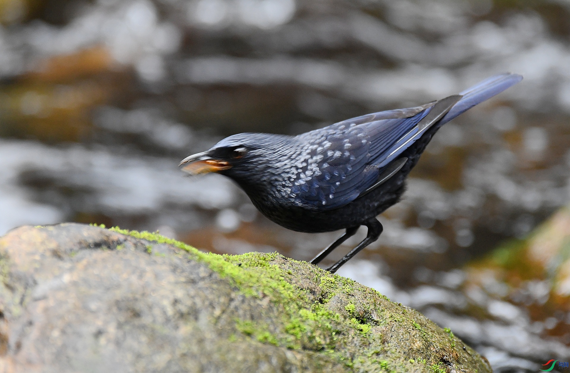 DSC_1303.jpg