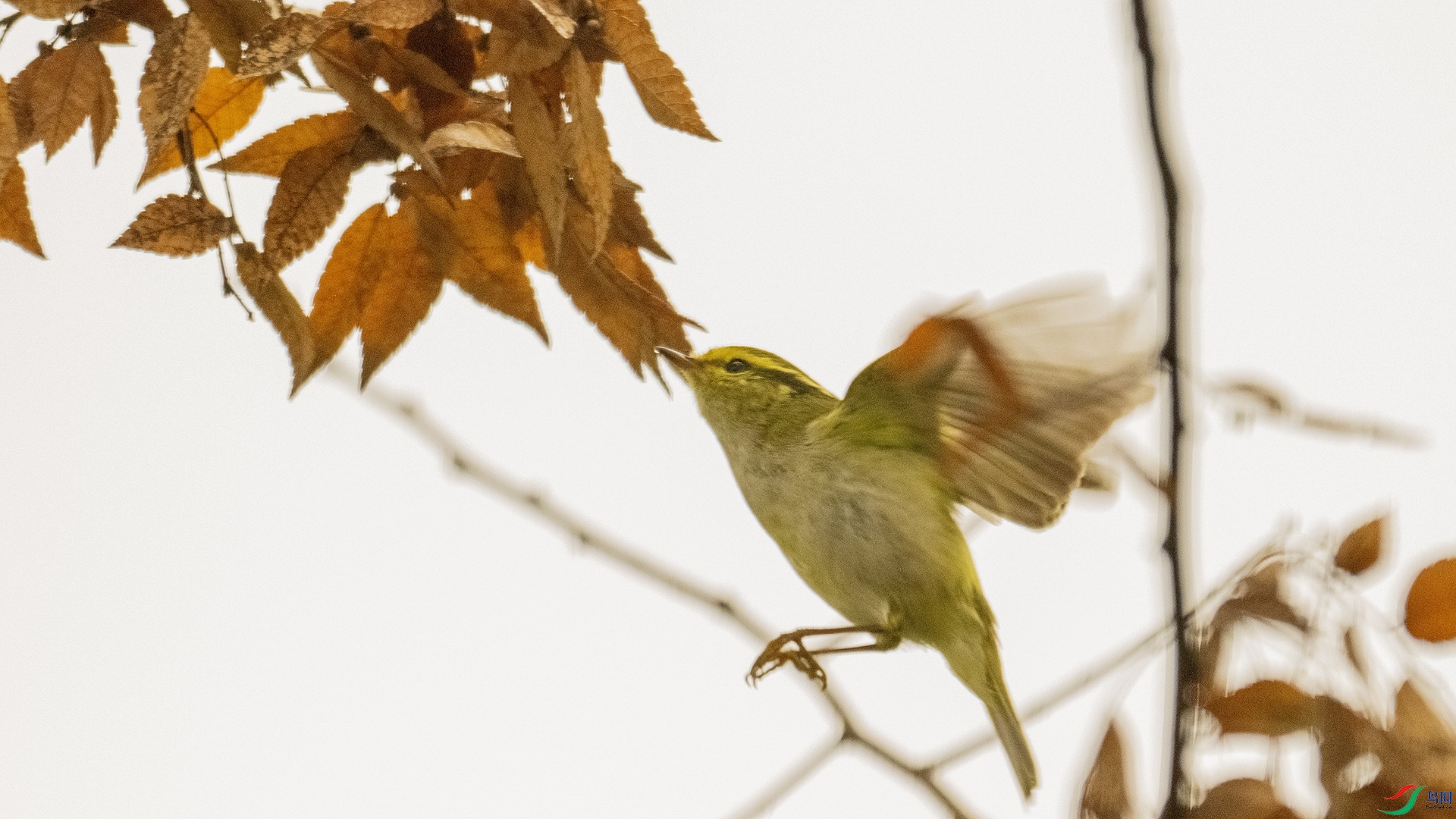 DSC_8875 ����.jpg