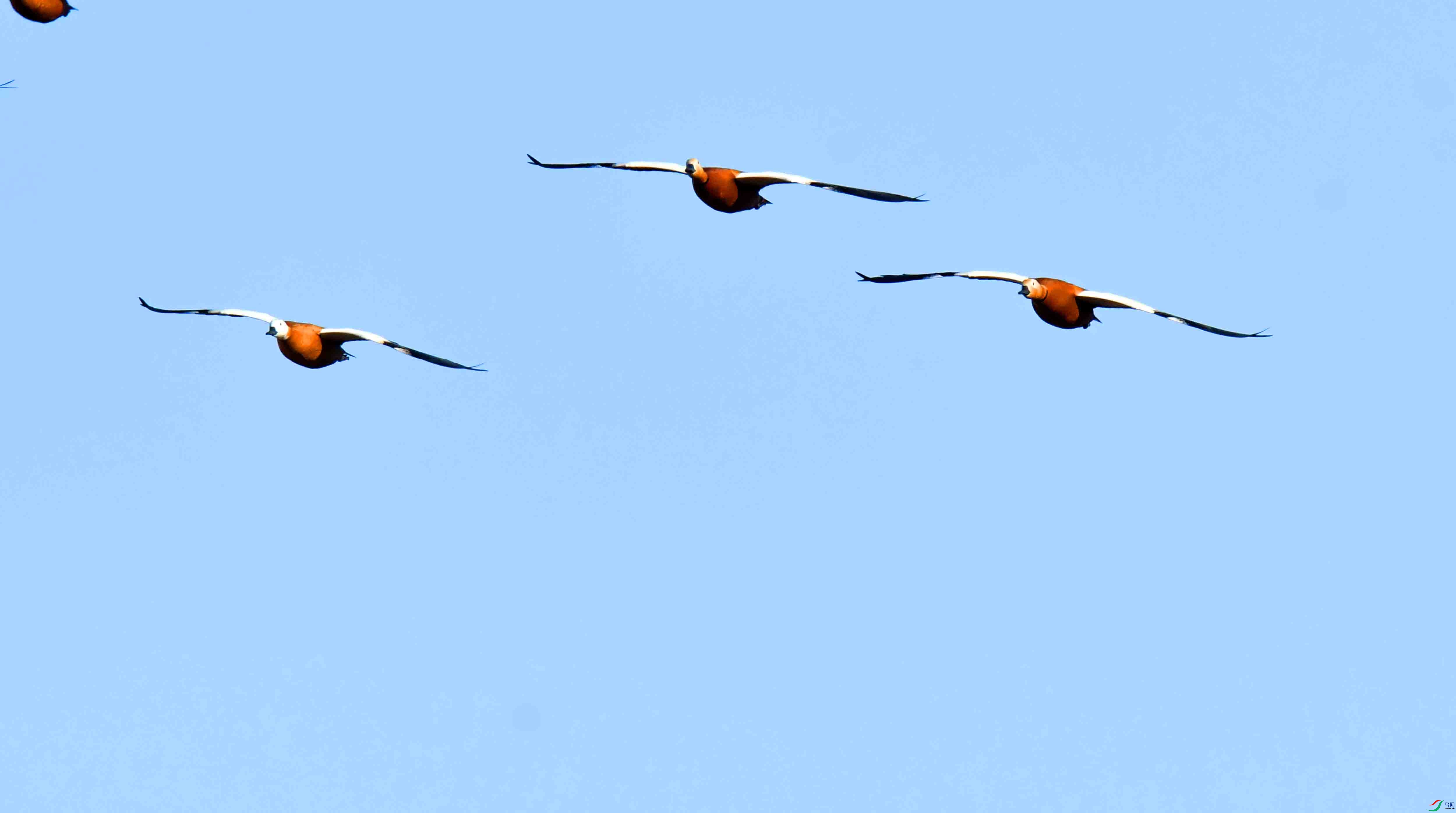 DSC_1236.JPG