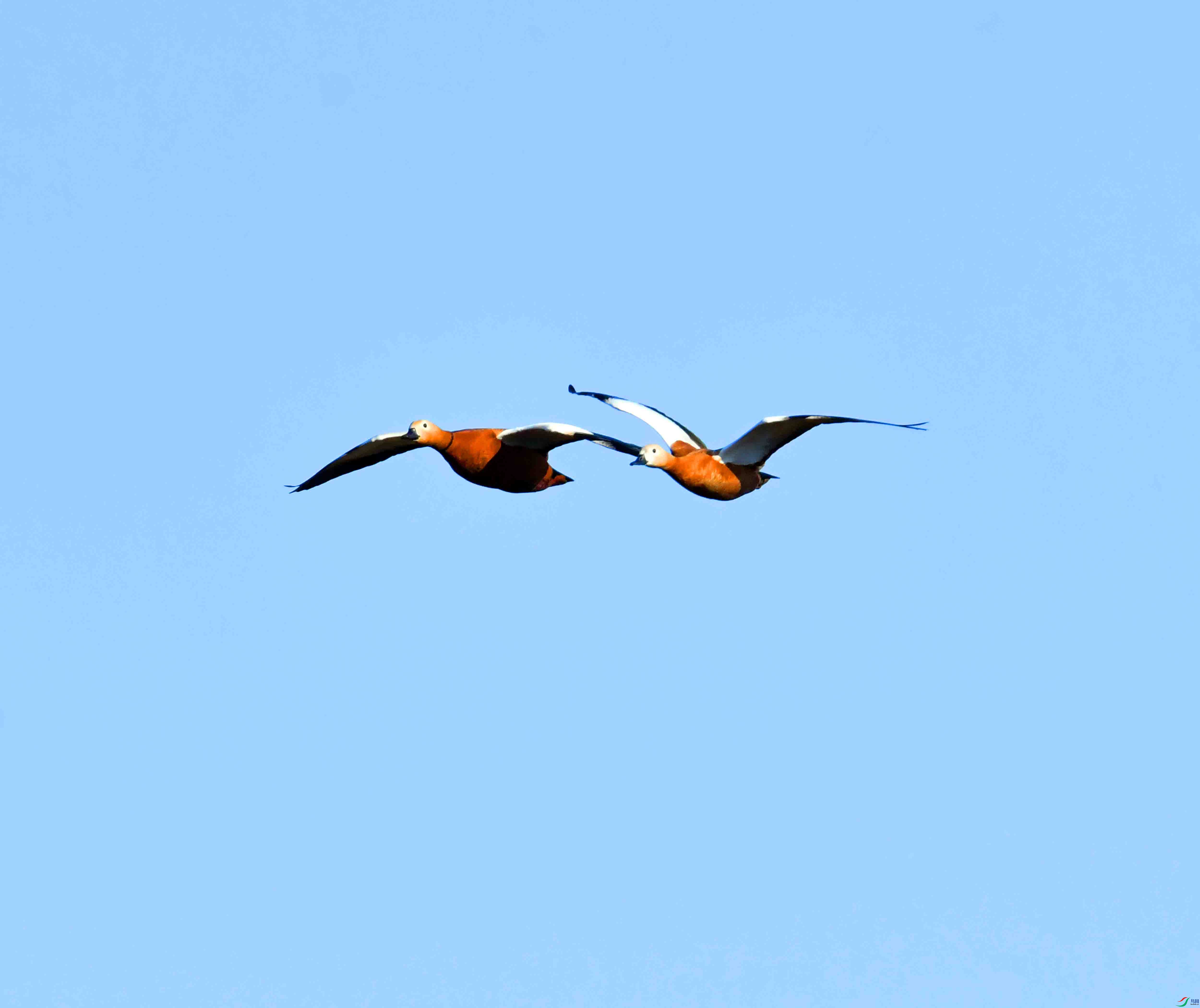 DSC_1234.JPG