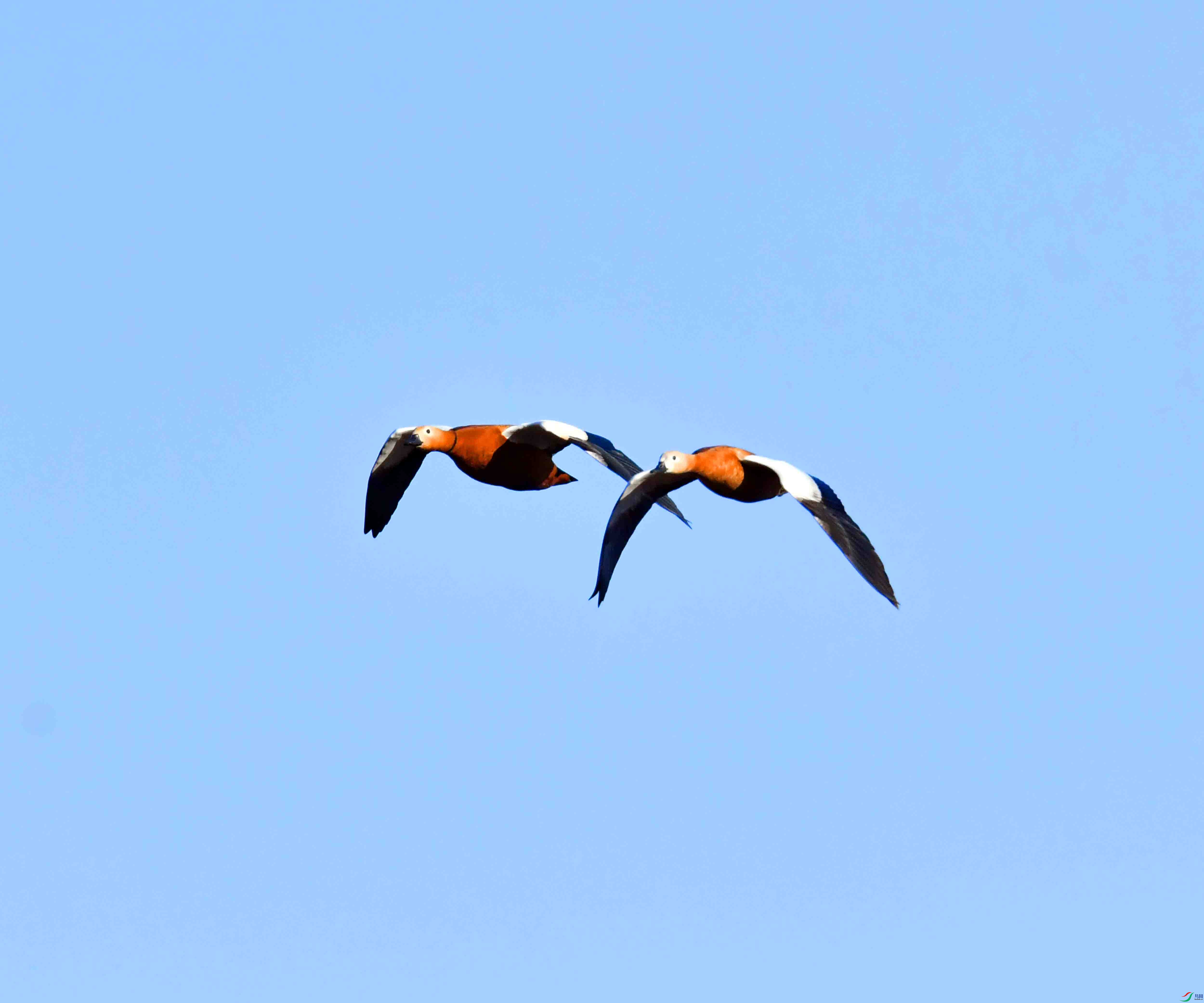 DSC_1235.JPG