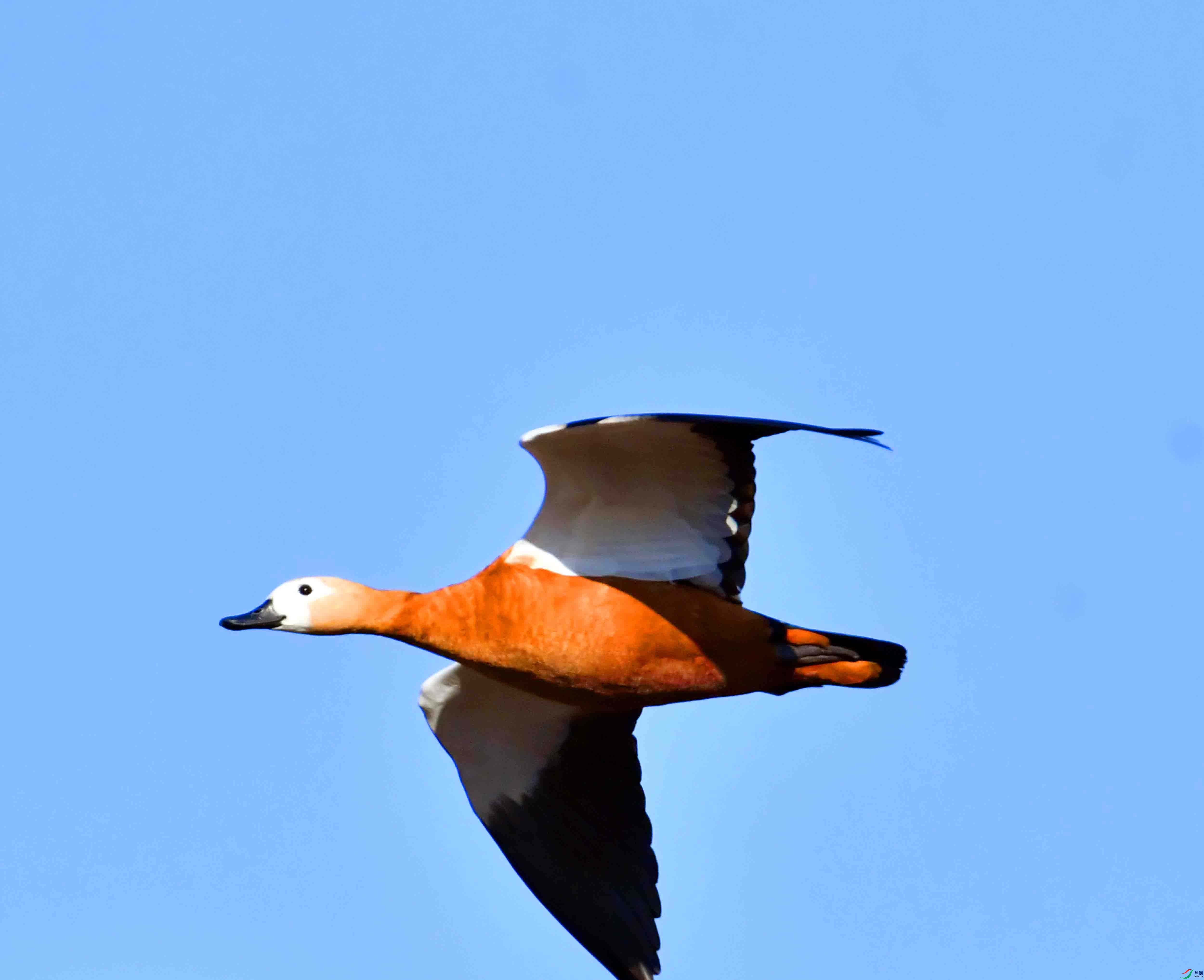 DSC_1261.JPG