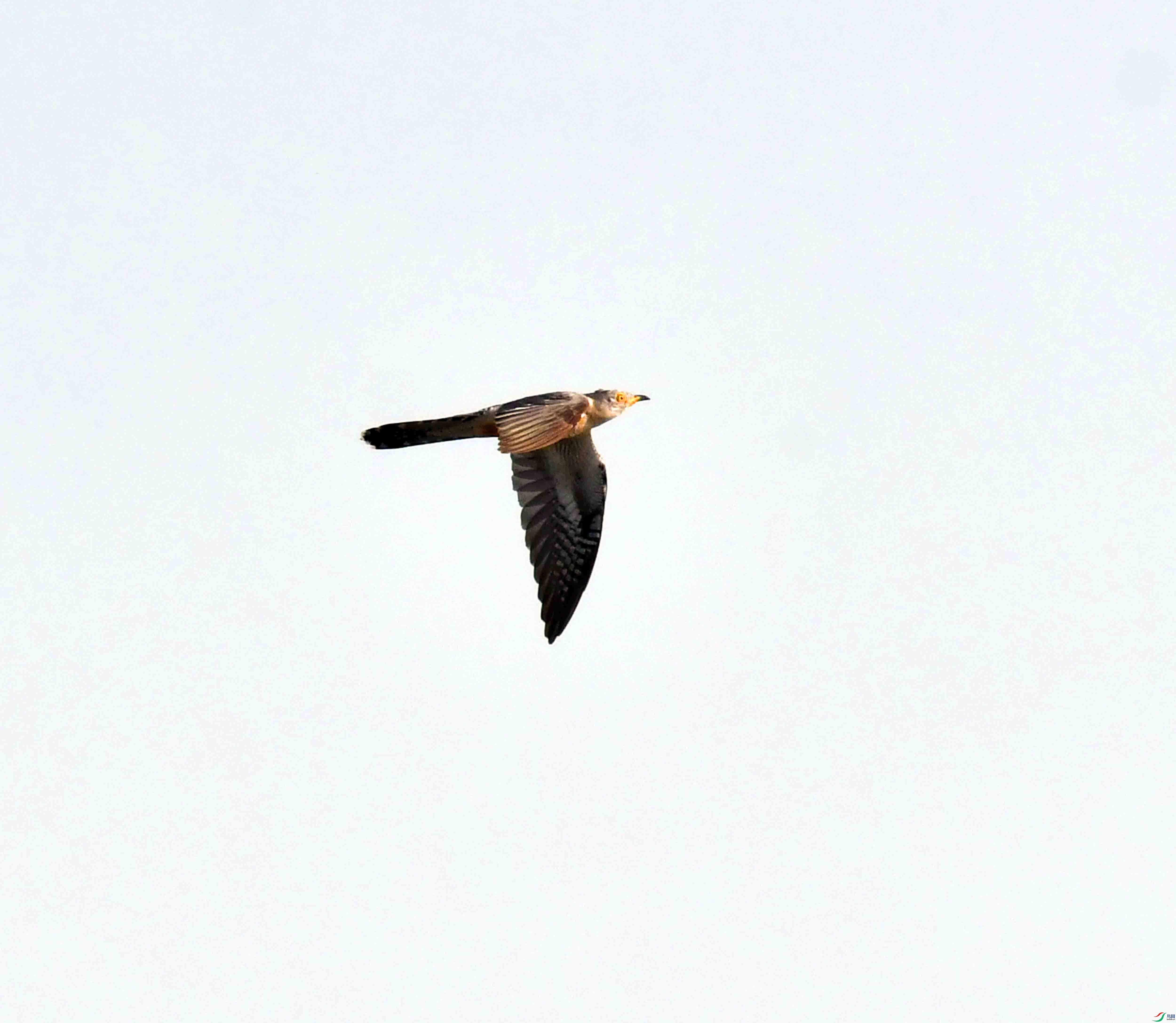 DSC_6935.JPG