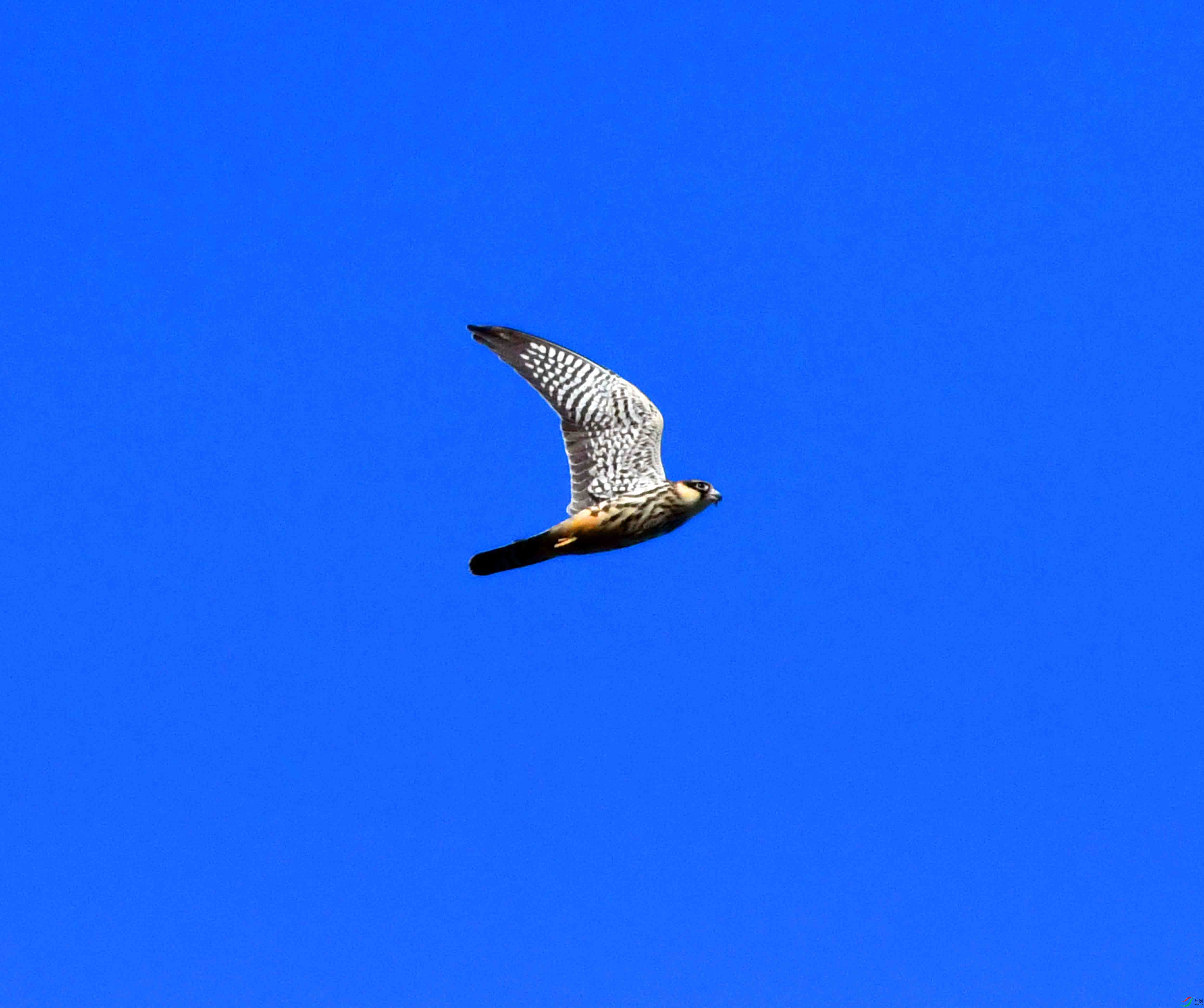 DSC_1824.JPG