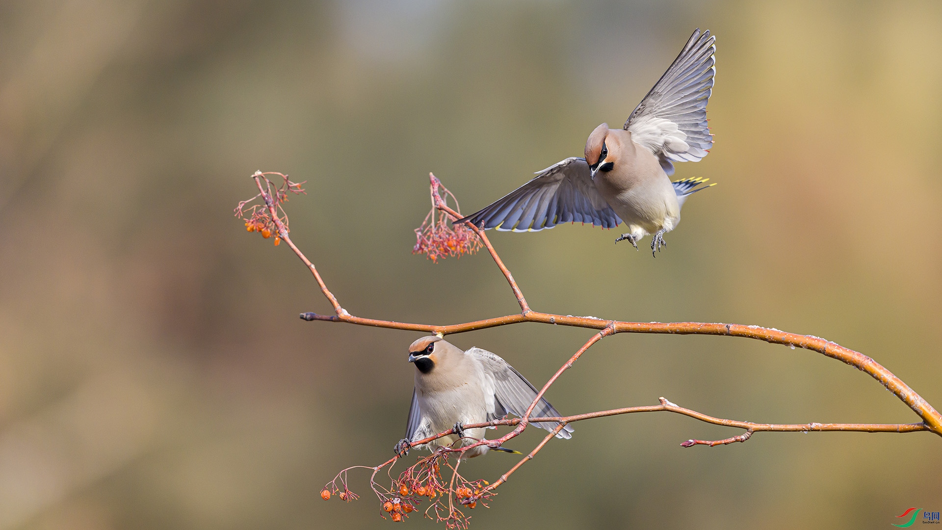 051A4352 ���� n.jpg