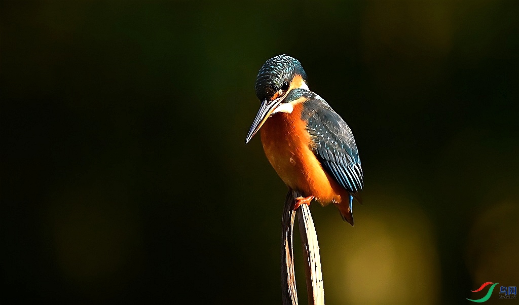 DSC_5685.JPG