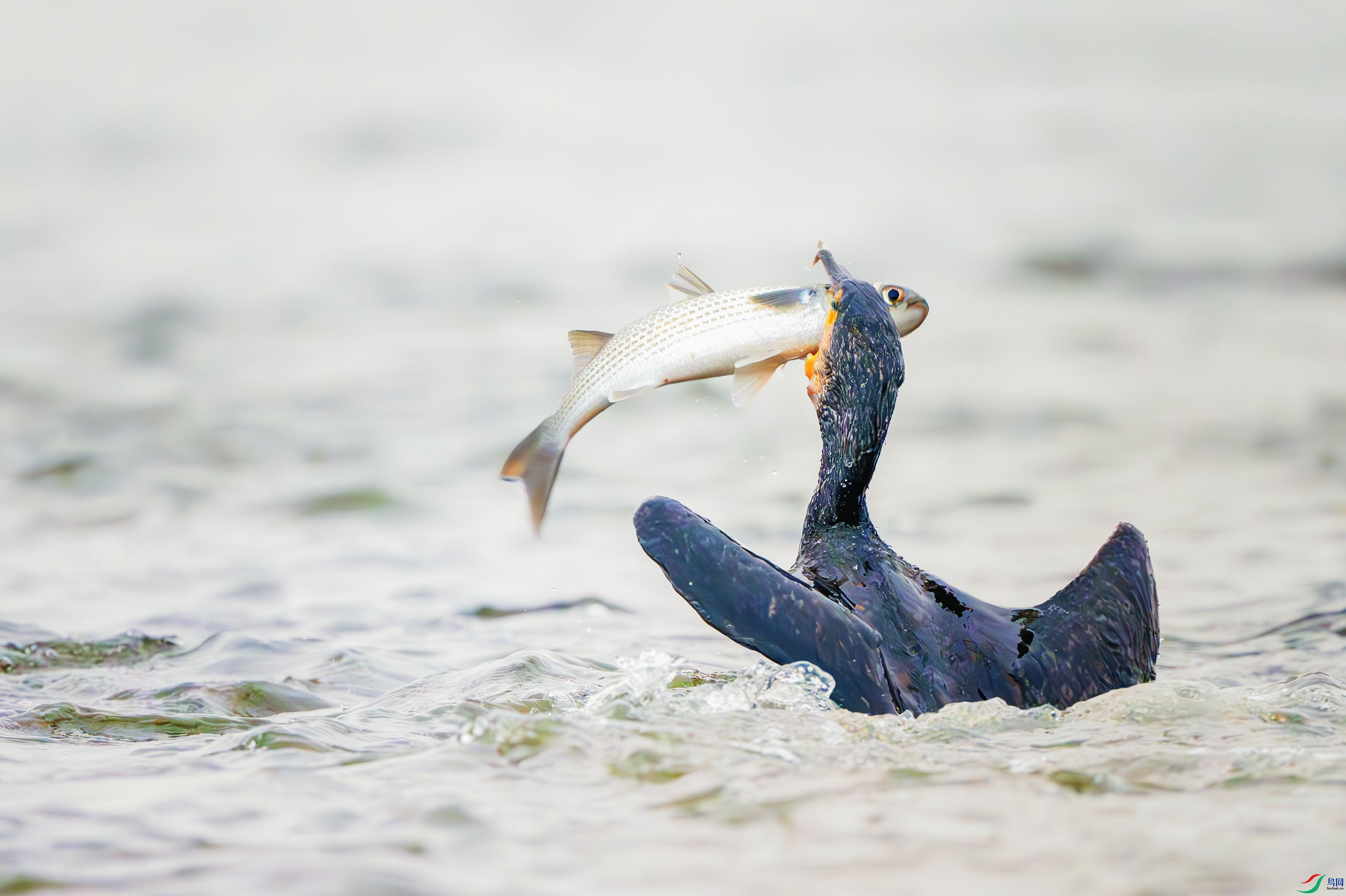 _DSC7634-����ǿ-NR ����1.jpg