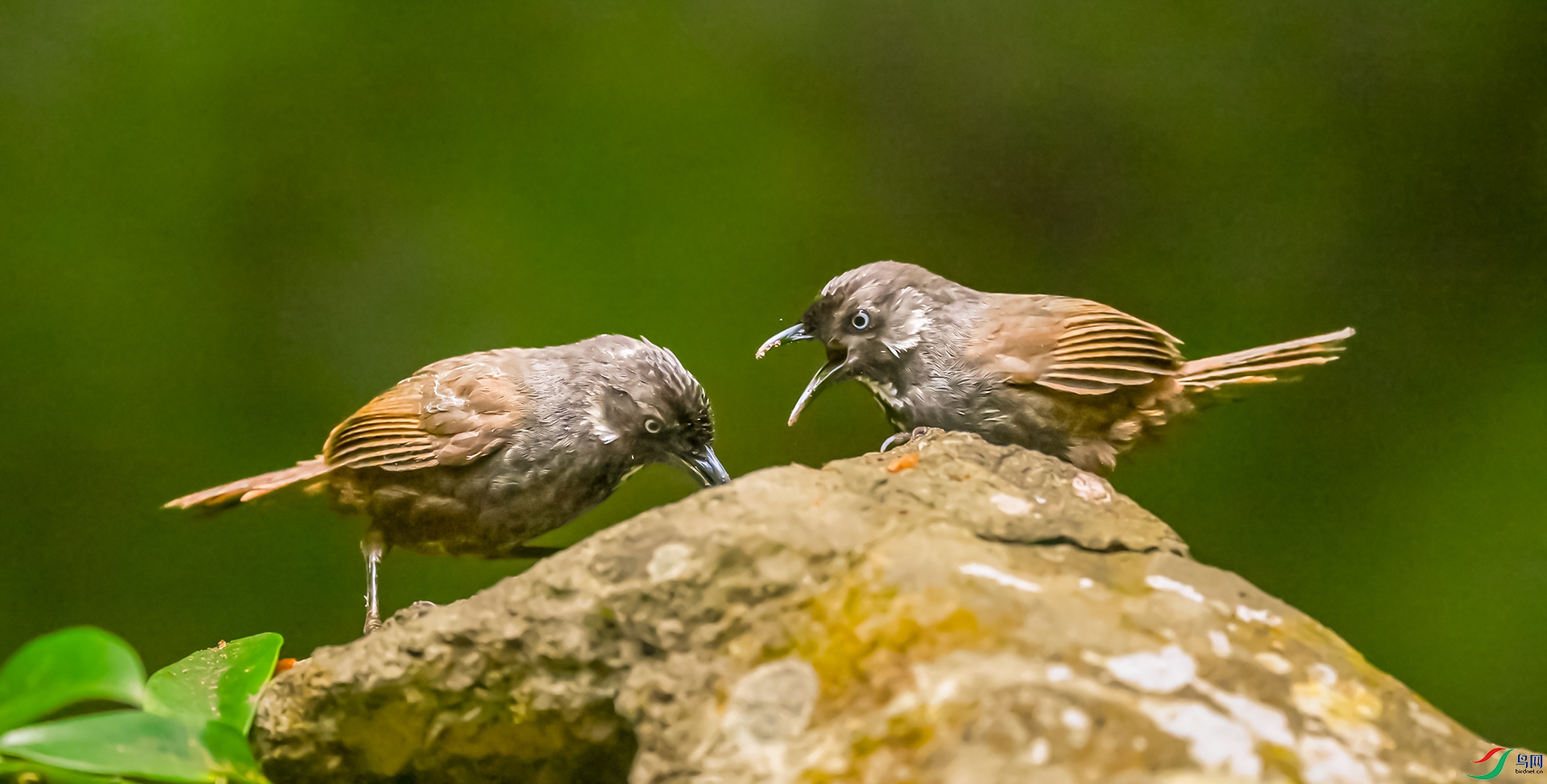 Ū������