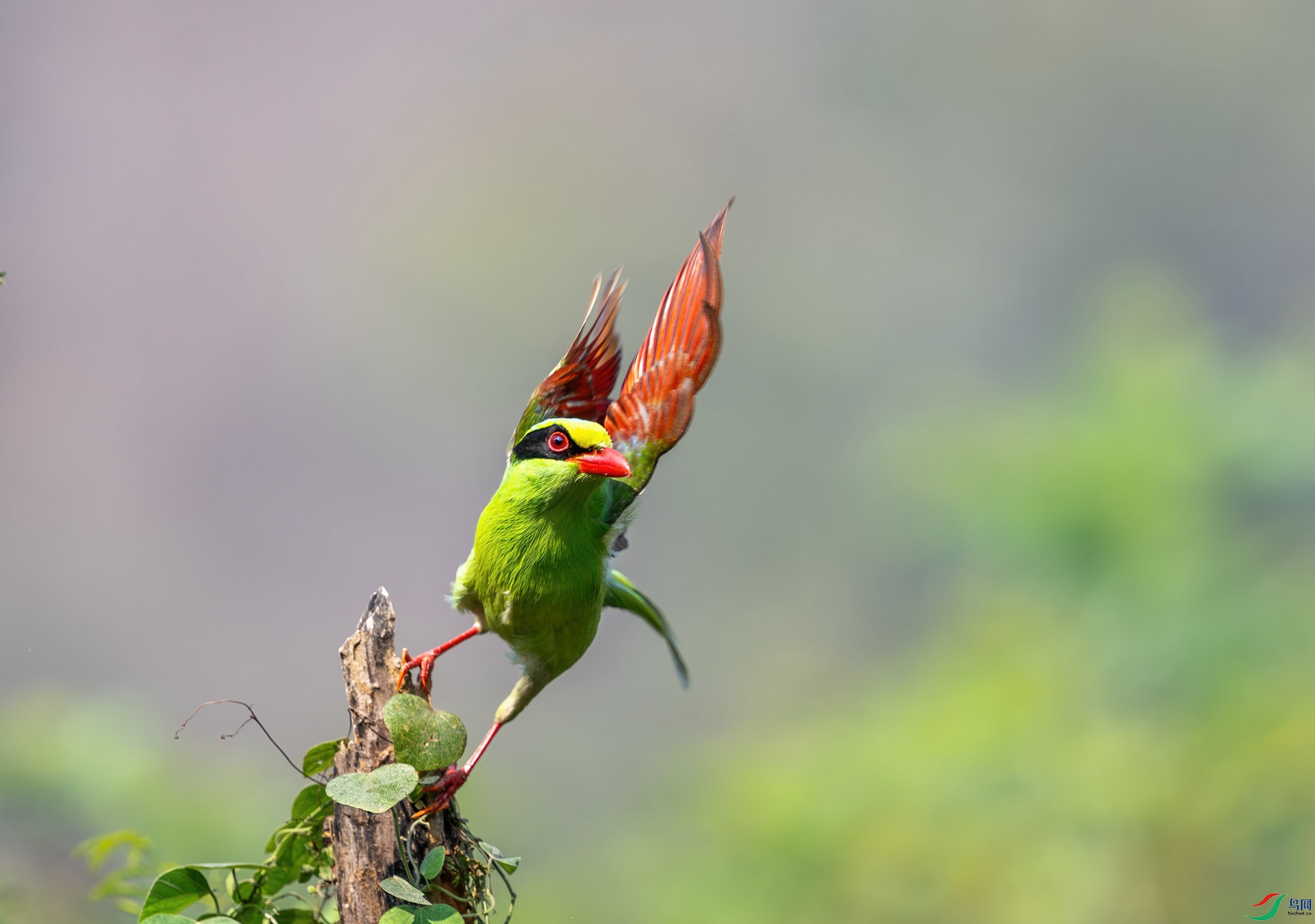 DSC_0386-1.jpg