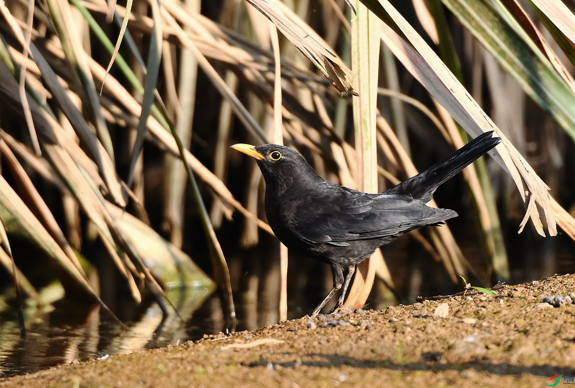 DSC_2258.jpg