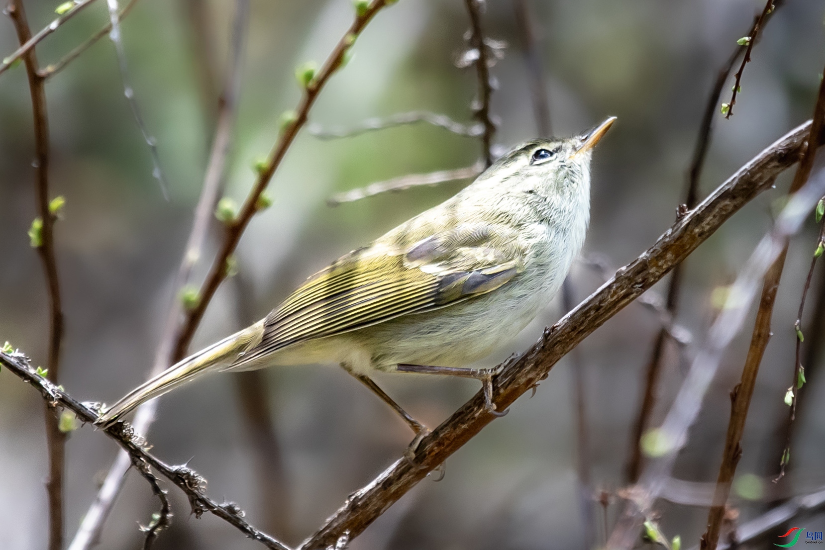 I99A8794 �Ȱ߳���ݺ001.jpg