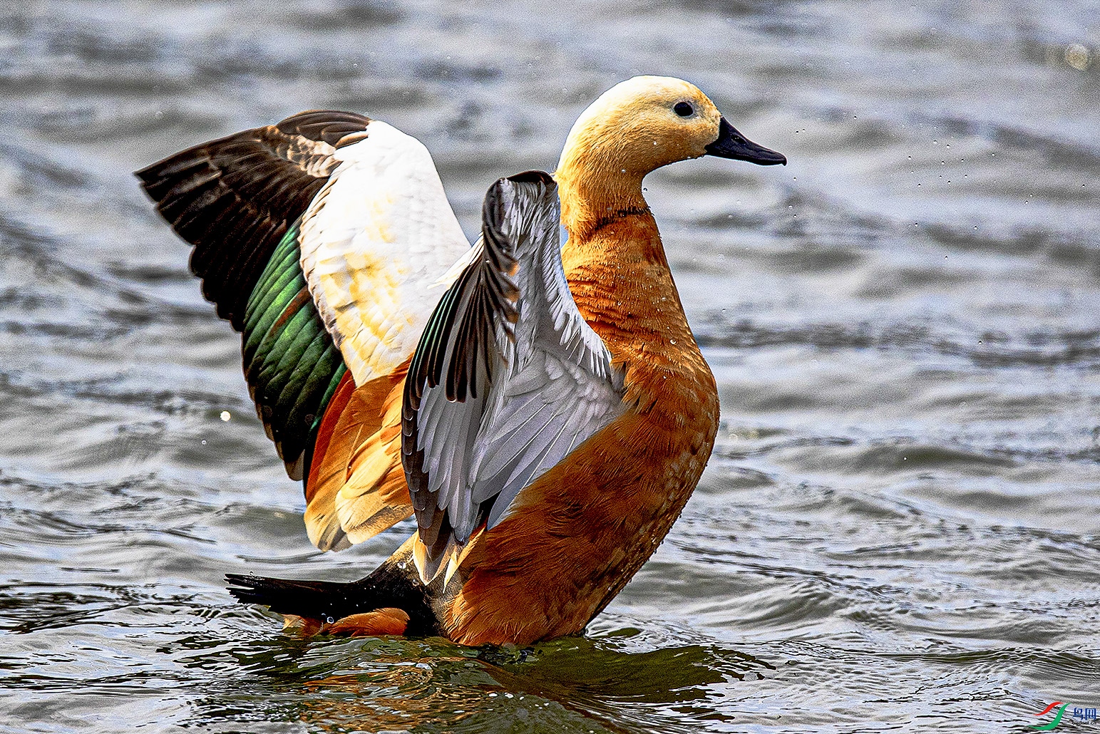 _90I5338 ���� 3.jpg